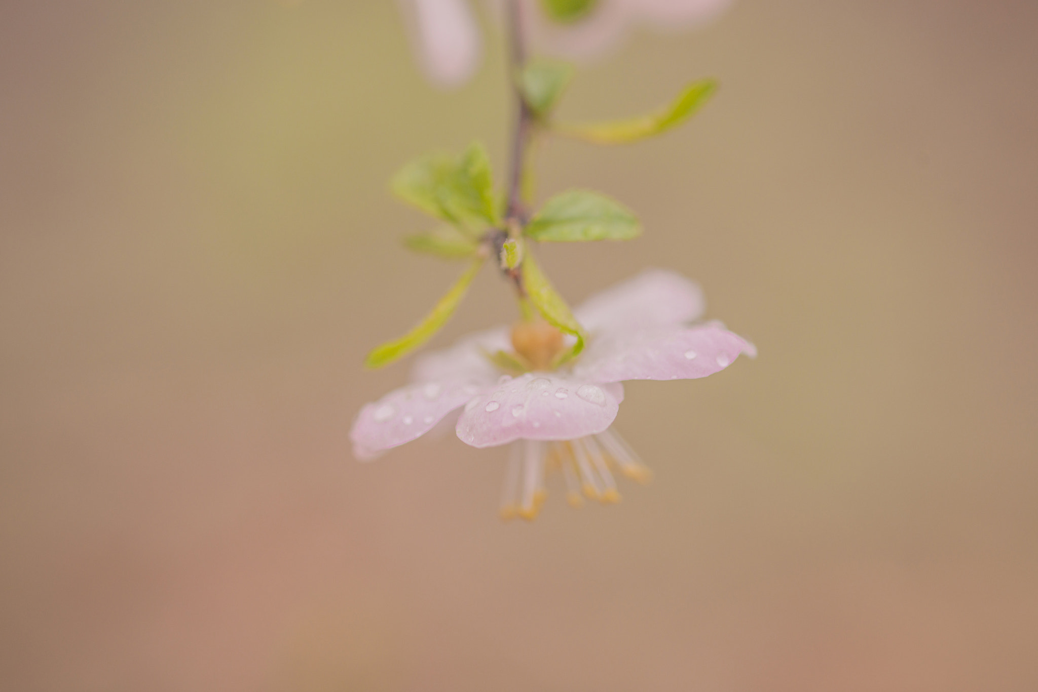 ZEISS Makro-Planar T* 100mm F2 sample photo. Blossm season photography