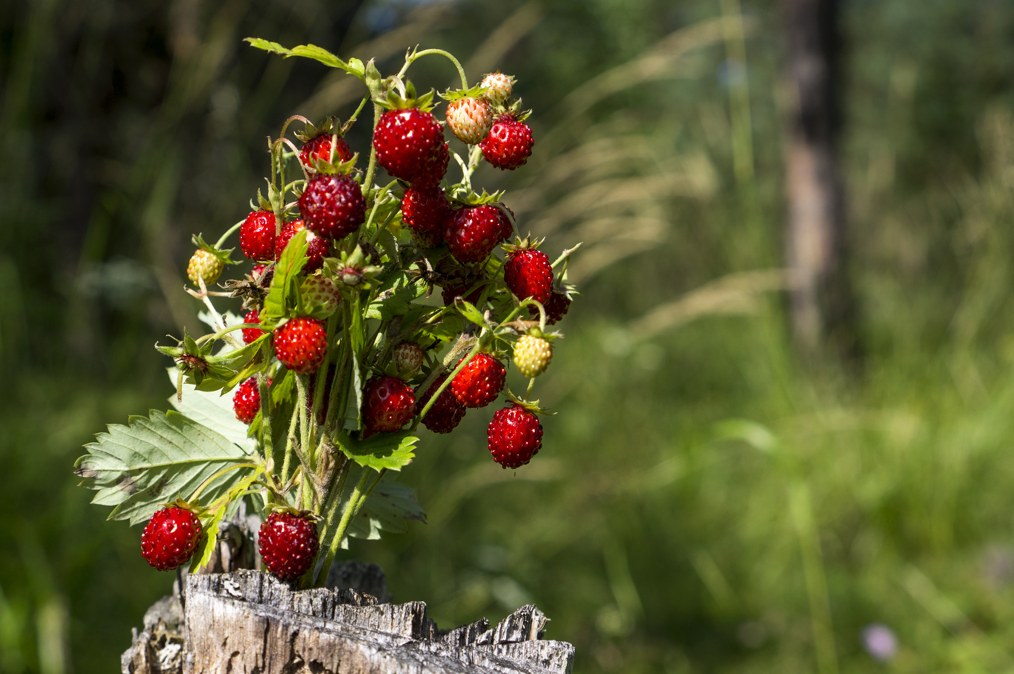 Sony E 35mm F1.8 OSS sample photo. Summer is coming! photography