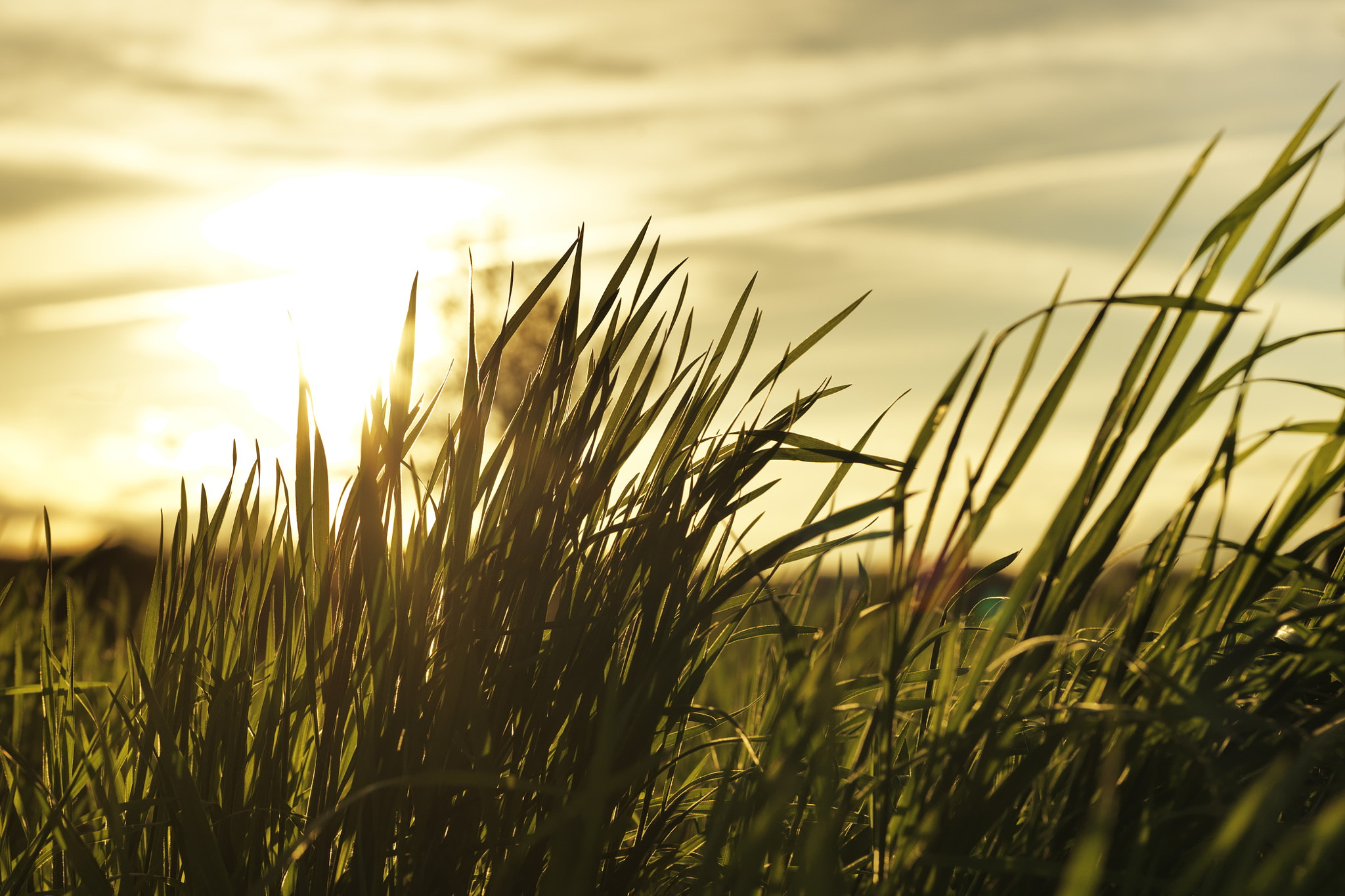 HC 50-110 sample photo. Tall grass photography