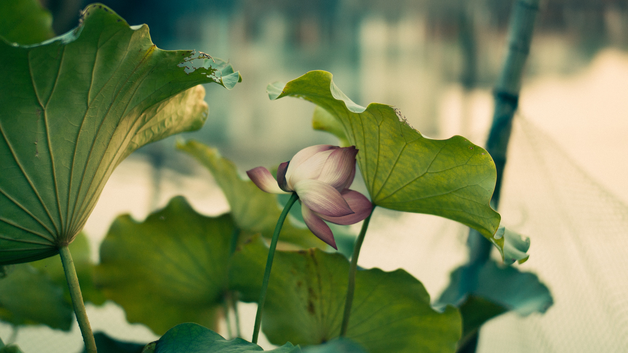 Leica M8 sample photo. Flowers photography