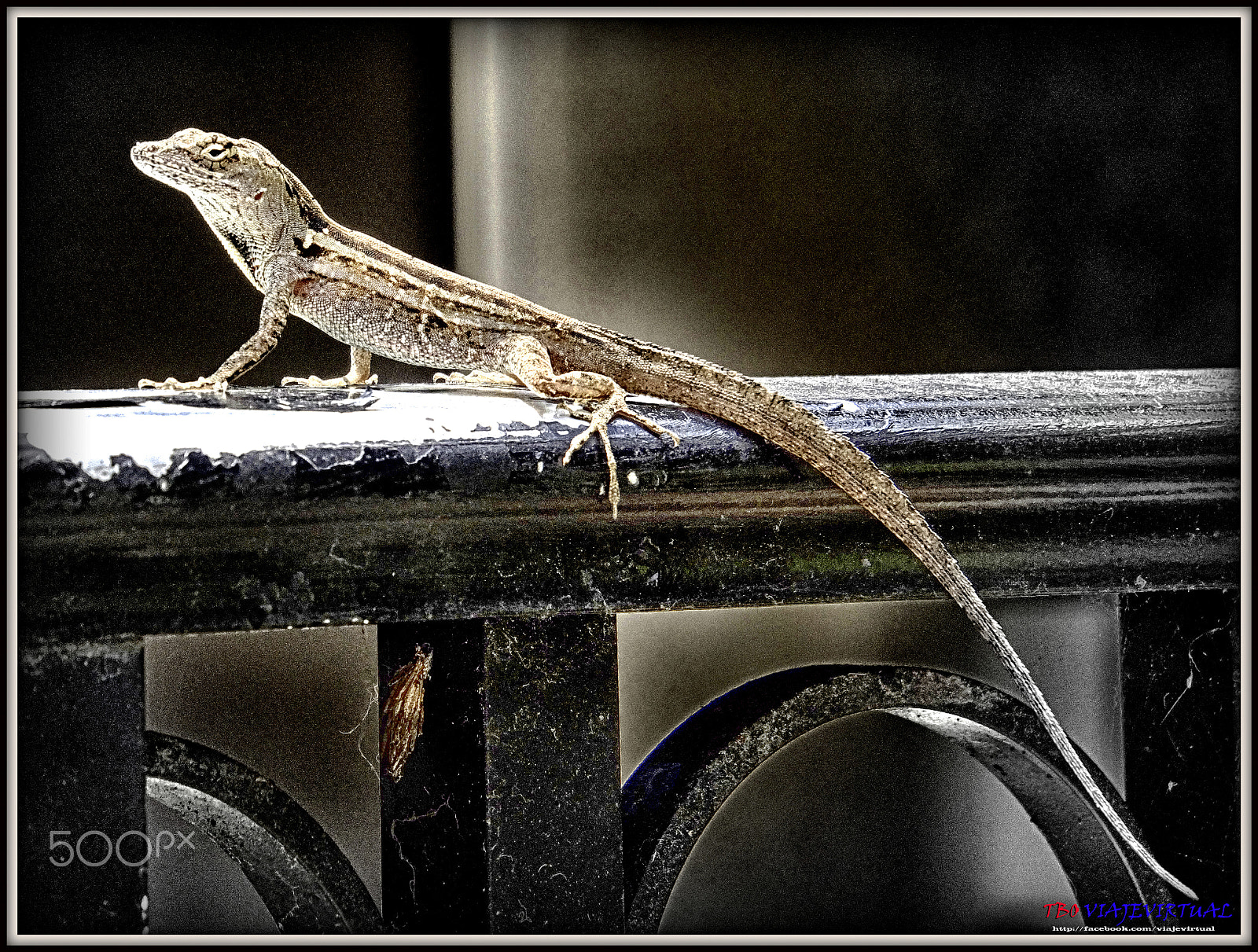 Fujifilm FinePix F850EXR sample photo. Lizard photography