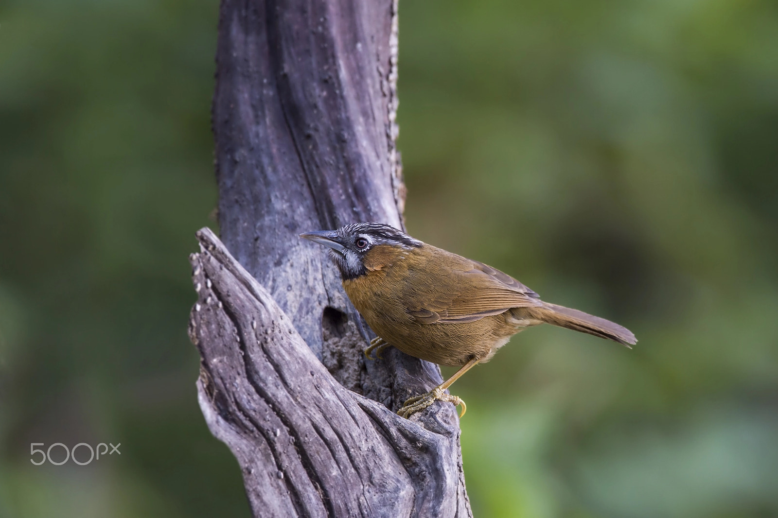 Nikon D4 sample photo. Grey-throated babbler photography