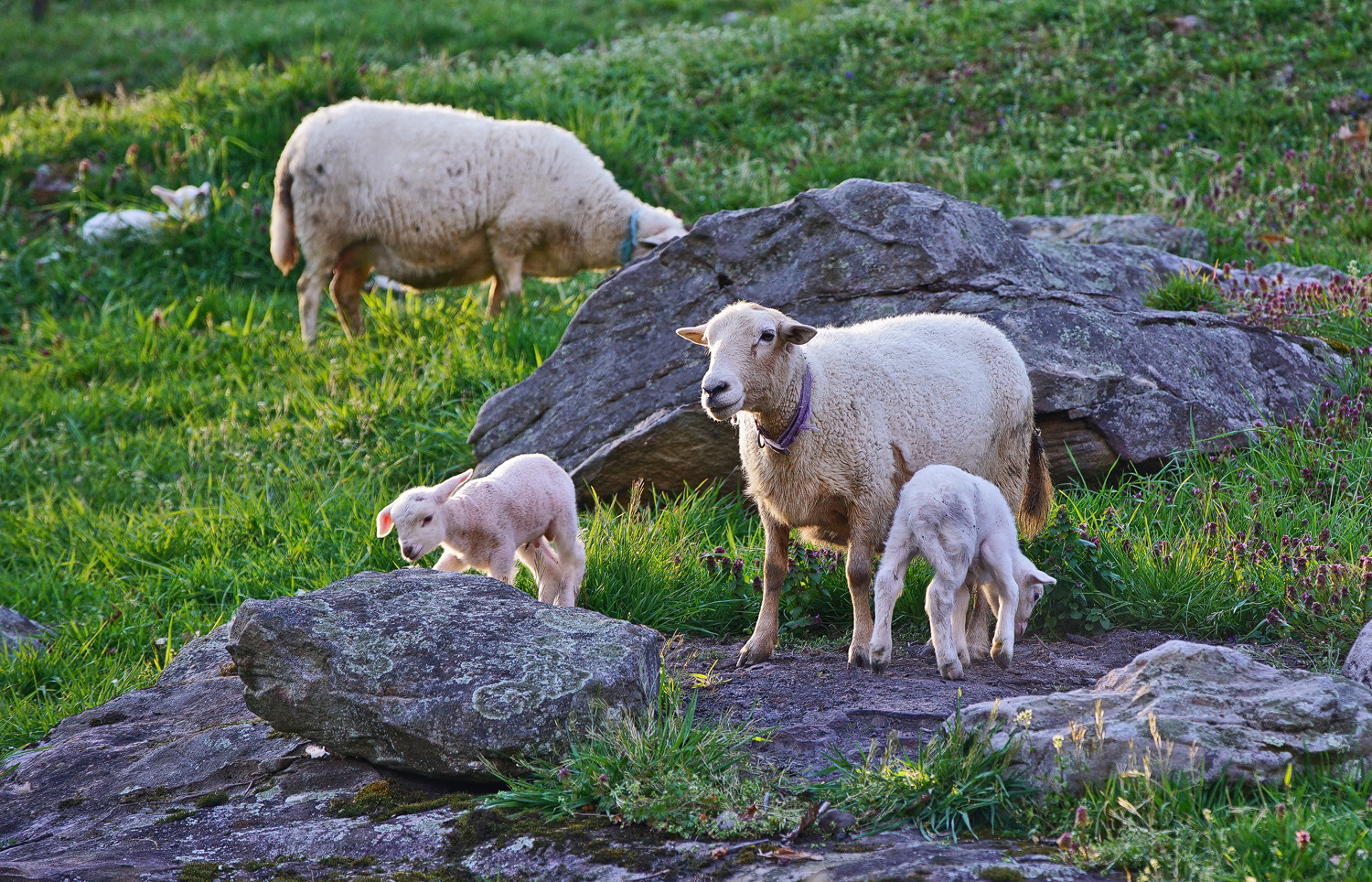 Sony a7R II + 70-200mm F2.8 G SSM OSS II sample photo. Spring lamb photography