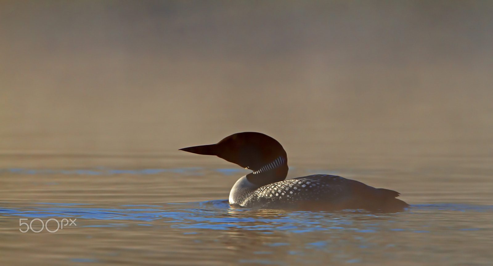 Canon EOS 7D + Canon EF 300mm F2.8L IS II USM sample photo. Common loon in morning photography