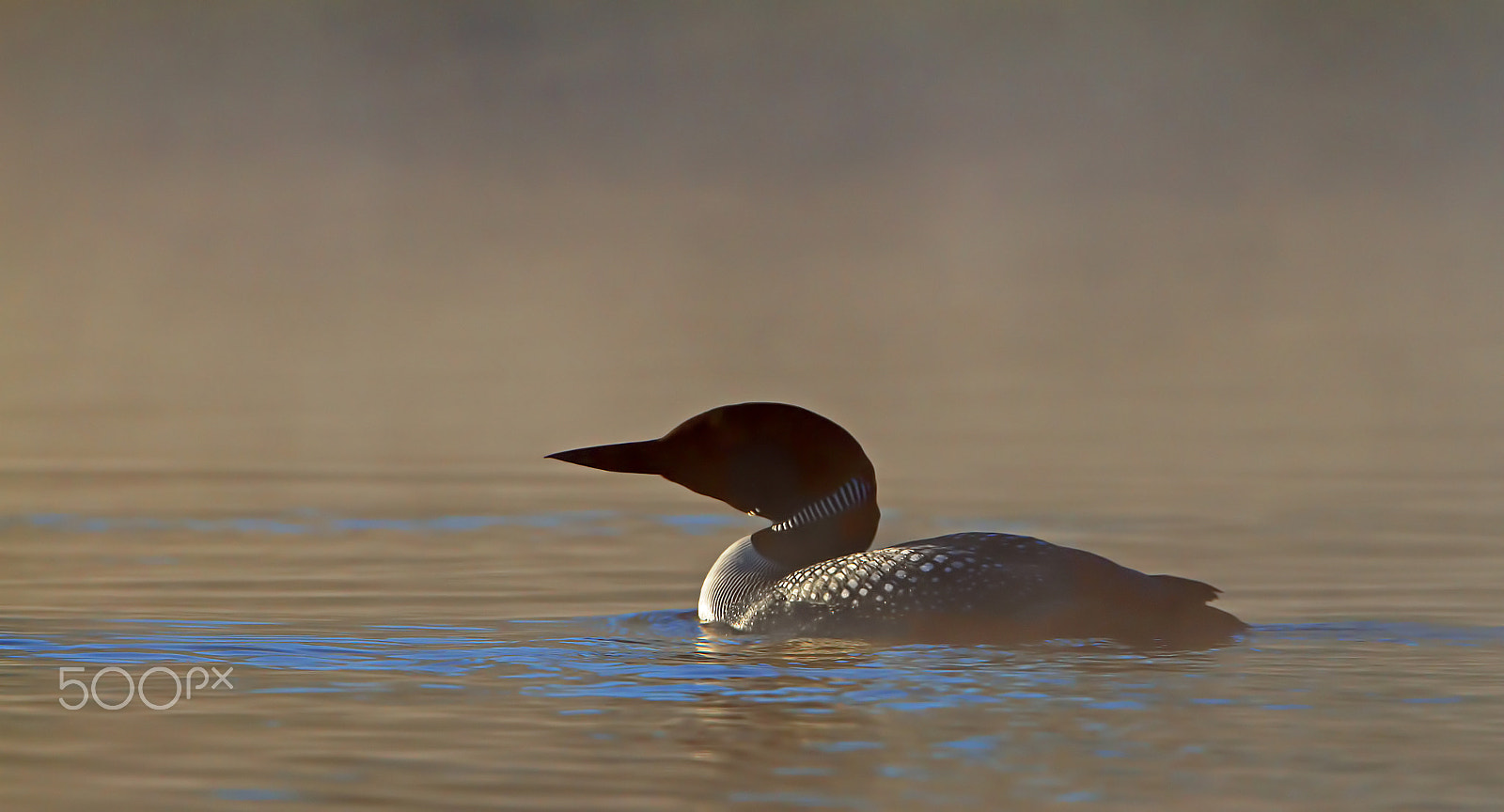 Canon EOS 7D + Canon EF 300mm F2.8L IS II USM sample photo. Common loon in morning photography