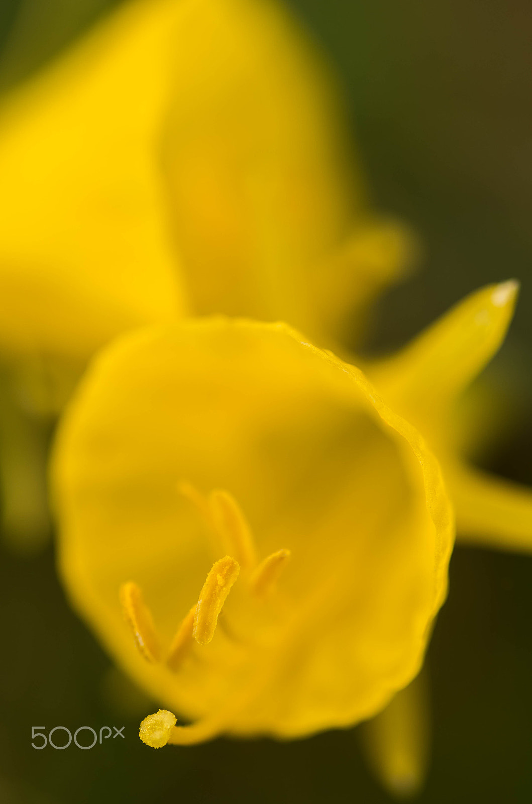 Pentax K-50 + Tamron SP AF 90mm F2.8 Di Macro sample photo. Narcissus photography