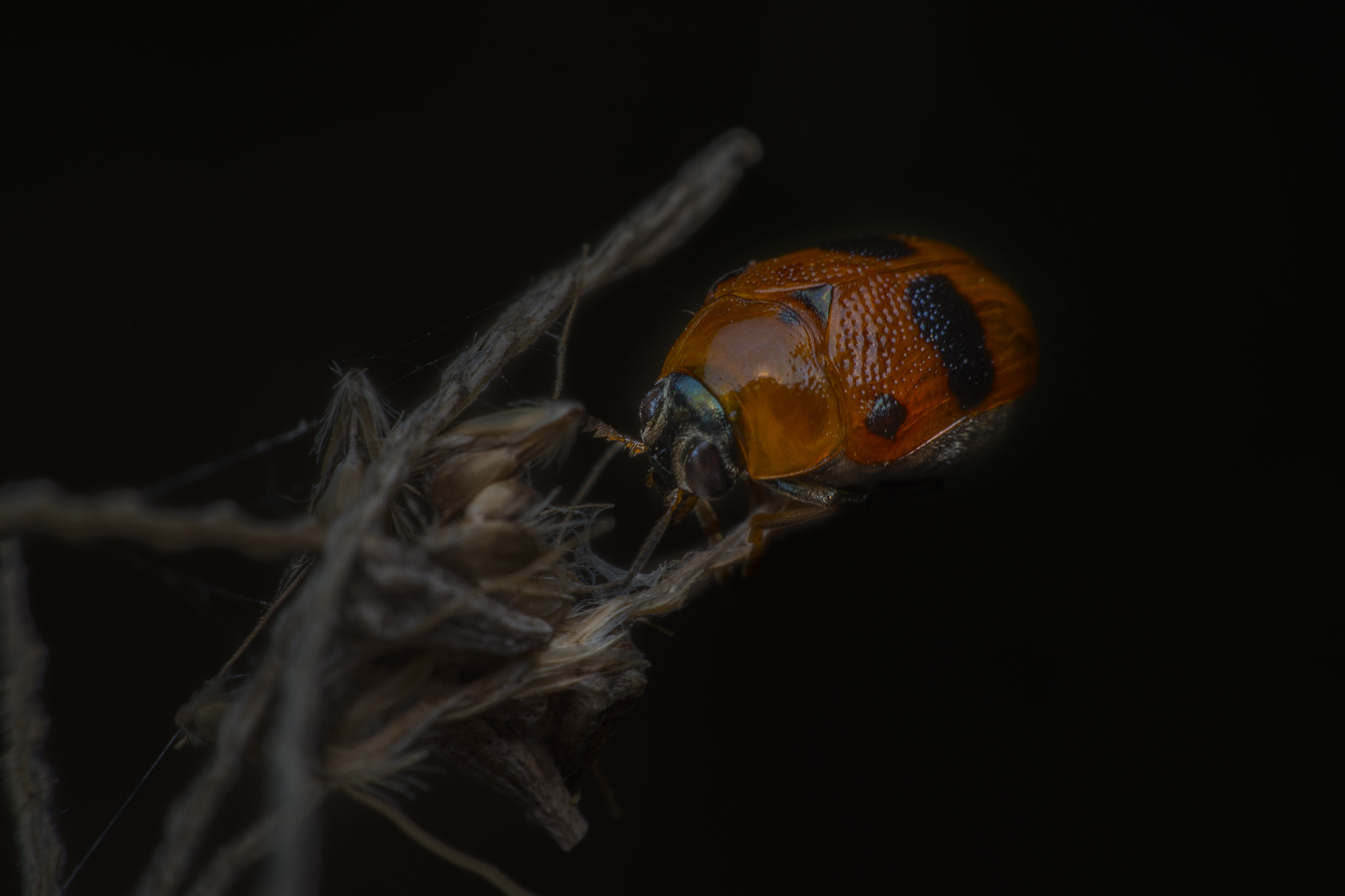 Nikon D800E sample photo. Ladybug  on grass photography