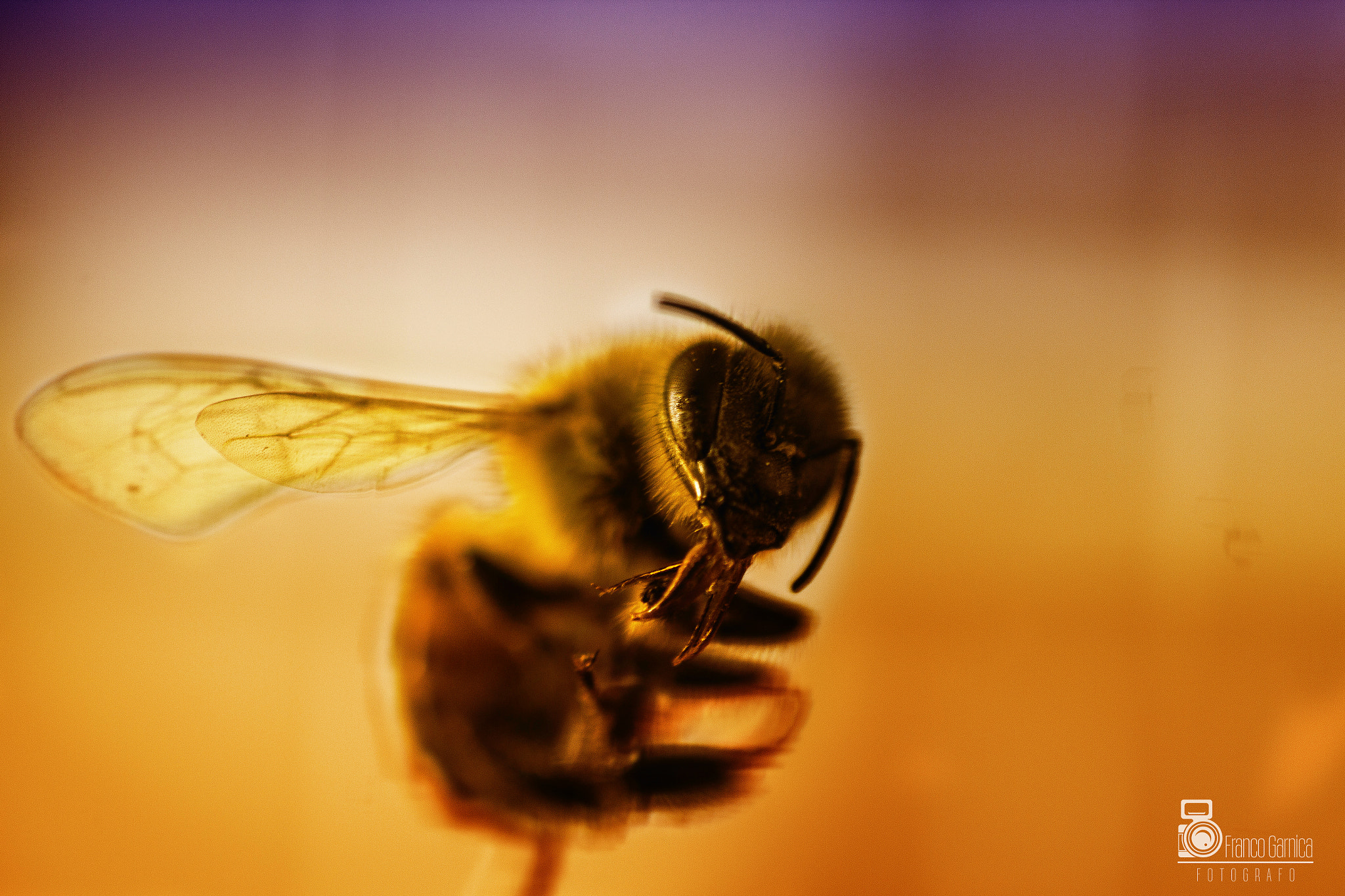 Sigma 50mm F1.4 EX DG HSM sample photo. Macro & bee photography