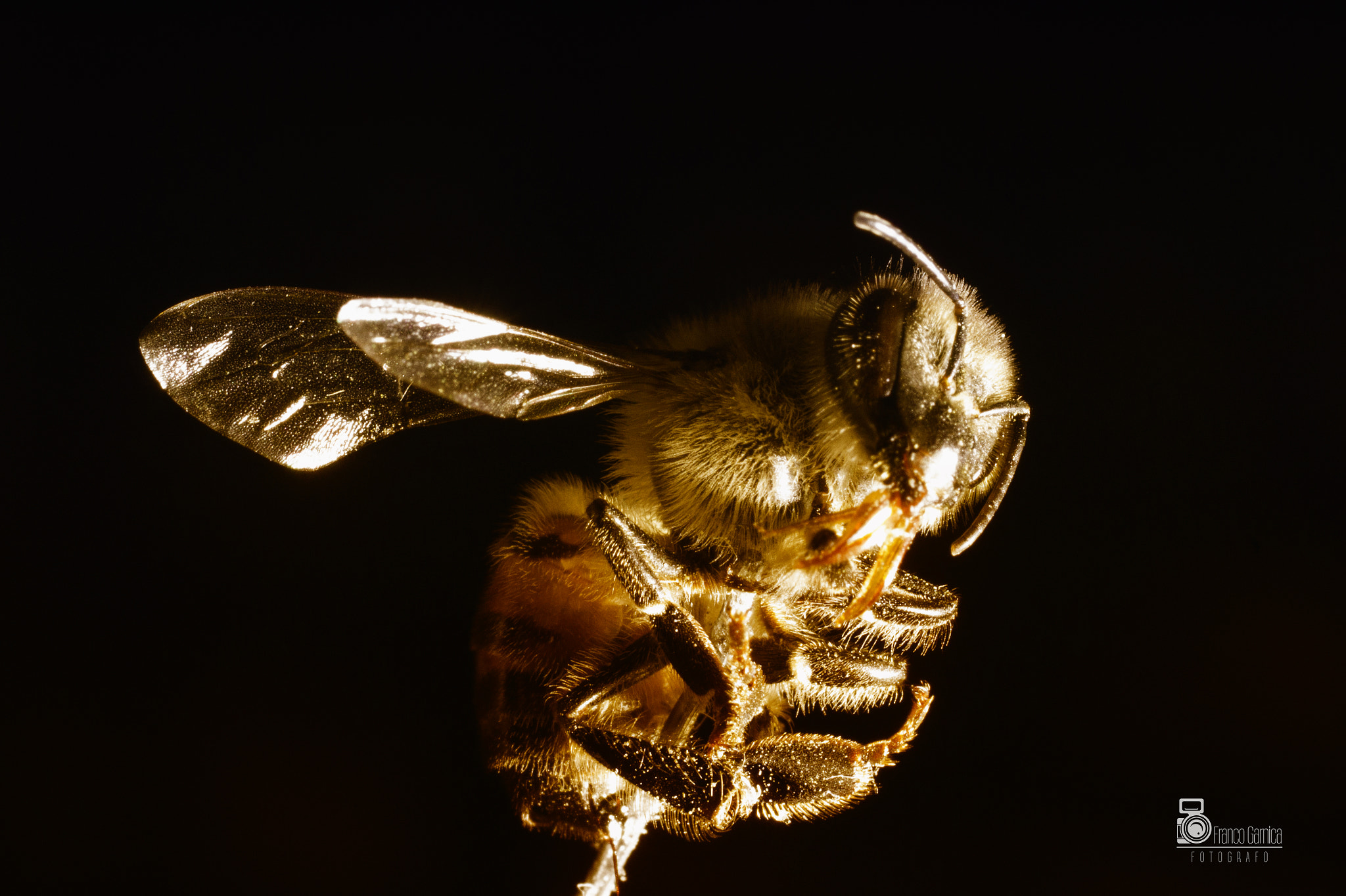 Sigma 50mm F1.4 EX DG HSM sample photo. Bee photography