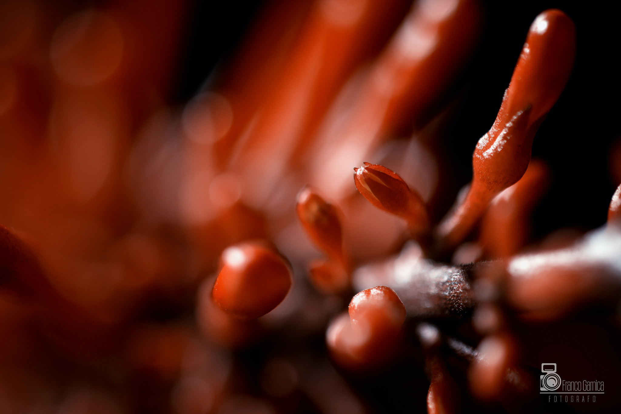 Sigma 50mm F1.4 EX DG HSM sample photo. Macro photography
