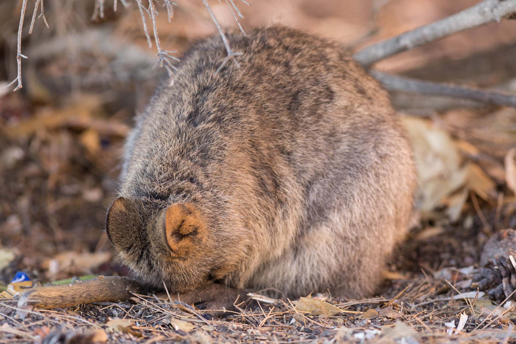 Canon EOS 6D + Canon EF 400mm F5.6L USM sample photo. Zzzz... photography