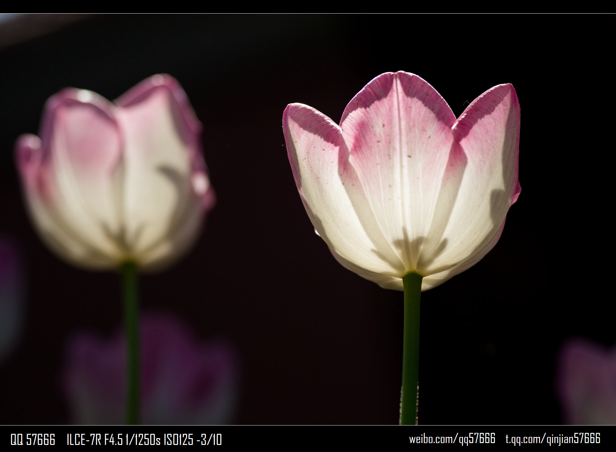 Voigtlander Macro APO-Lanthar 125mm F2.5 SL sample photo