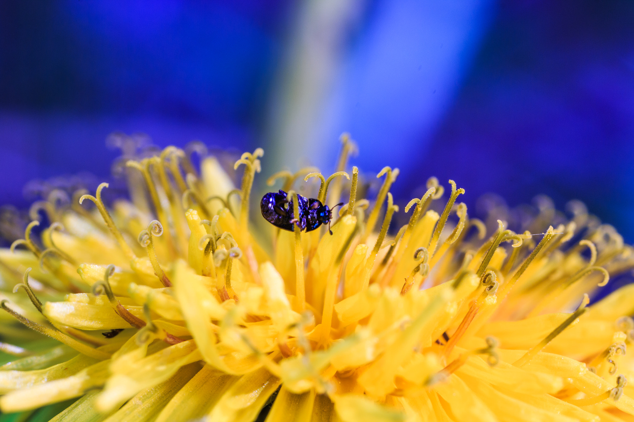 Canon MP-E 65mm F2.5 1-5x Macro Photo sample photo. Please help me get down! photography