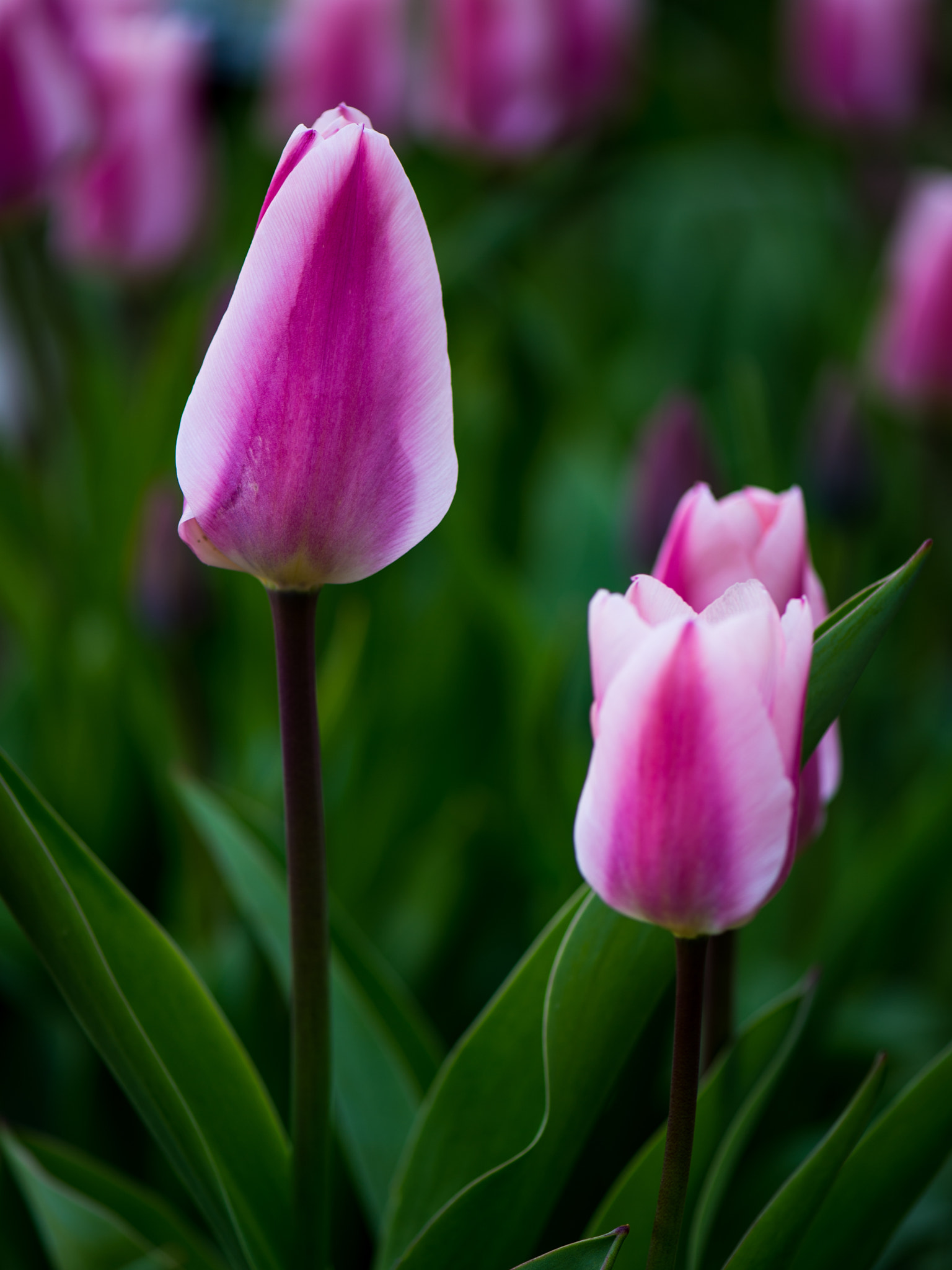 Nikon Df sample photo. Tulip photography