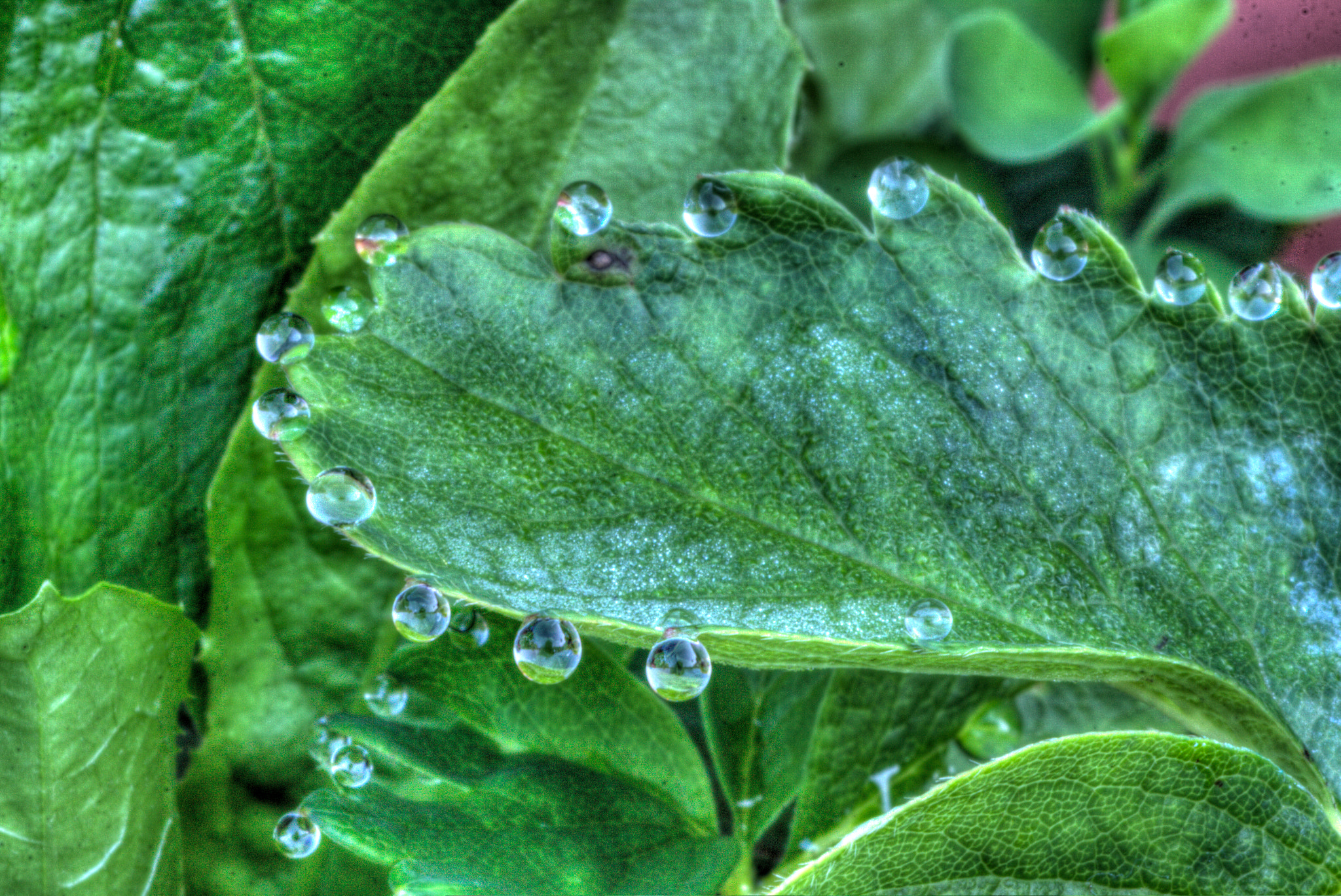 Canon EOS 50D + Tamron SP AF 90mm F2.8 Di Macro sample photo. Andmore tonemapped photography
