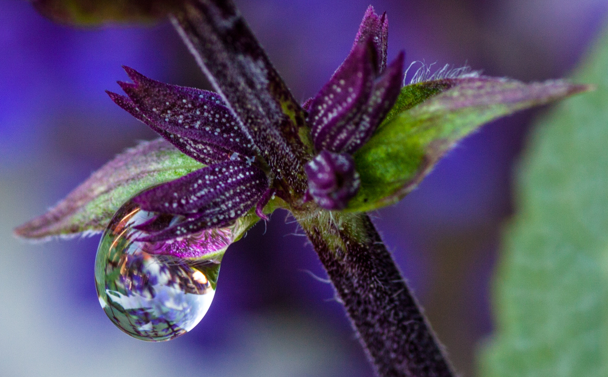 Canon EOS 50D + Tamron SP AF 90mm F2.8 Di Macro sample photo. Cropped photography