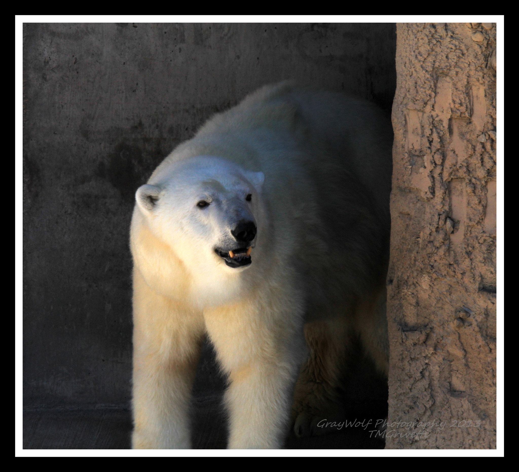 Canon EF 28-300mm F3.5-5.6L IS USM sample photo. Artic preditor photography