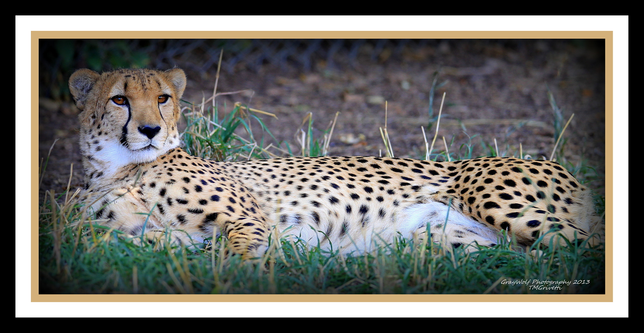 Canon EF 400mm F2.8L IS II USM sample photo. Fearless () photography