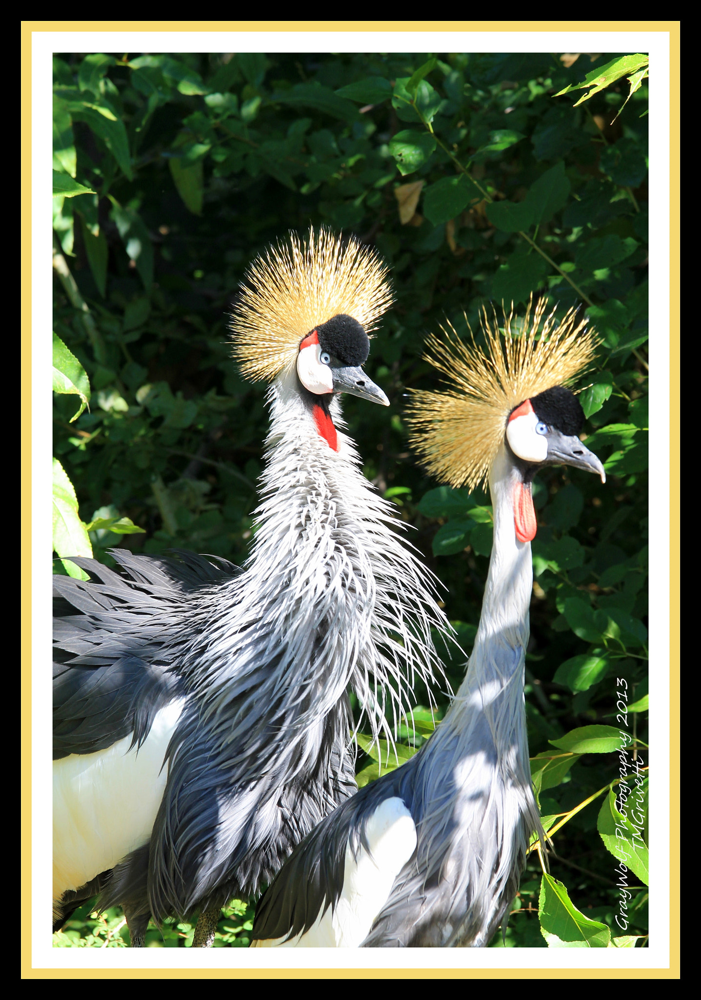 Canon EF 70-200mm F4L IS USM sample photo. Gold crown cranes photography