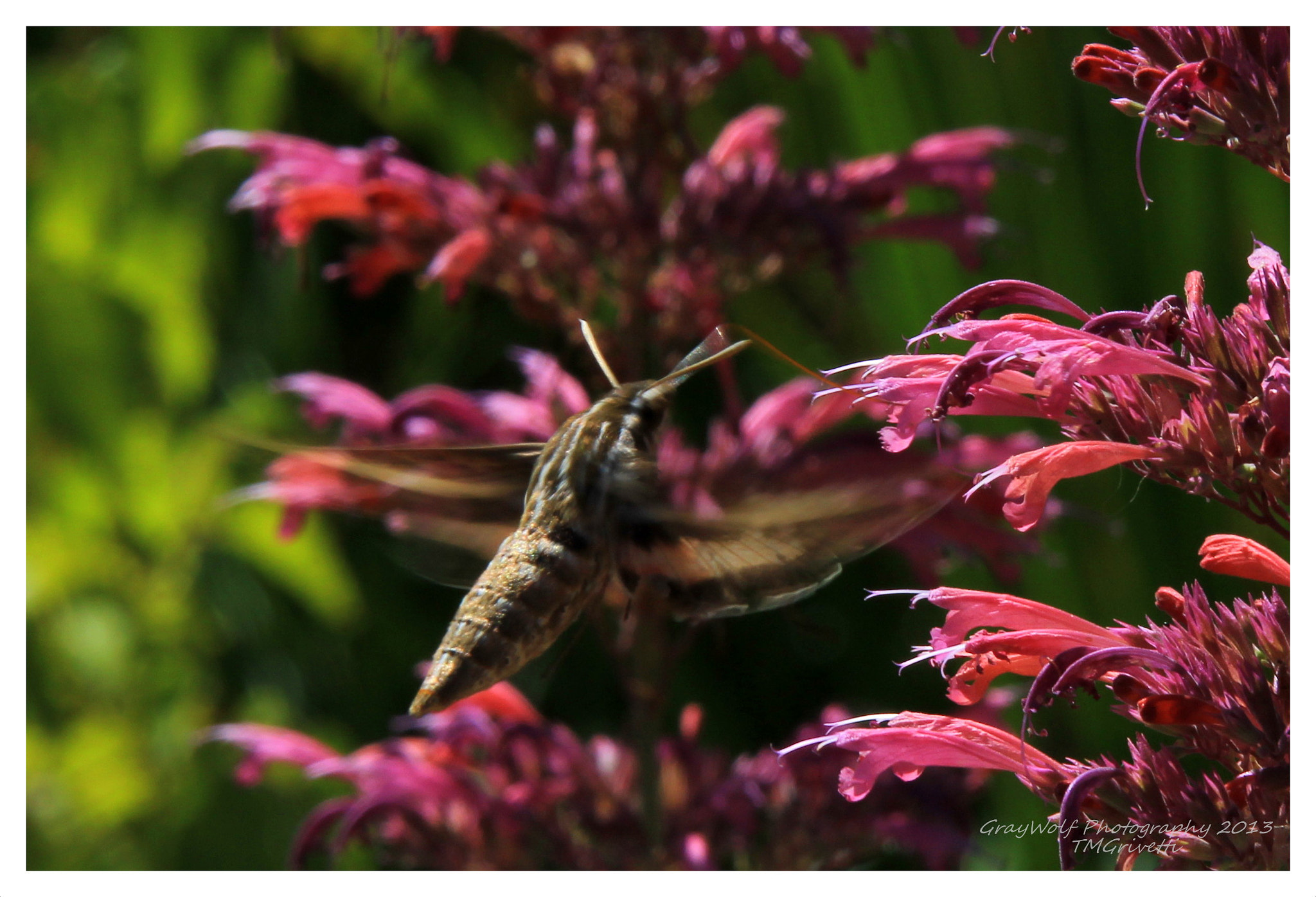 Canon EOS 1100D (EOS Rebel T3 / EOS Kiss X50) + Canon EF 28-300mm F3.5-5.6L IS USM sample photo. Whitelined sphinx "hummingbird moth" photography