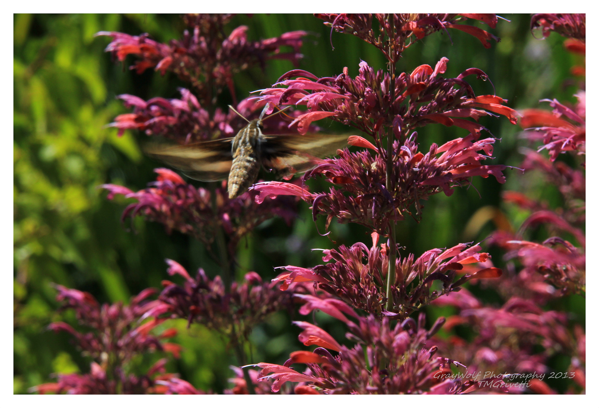 Canon EF 28-300mm F3.5-5.6L IS USM sample photo. Whiteline sphinx "hummingbird moth" photography