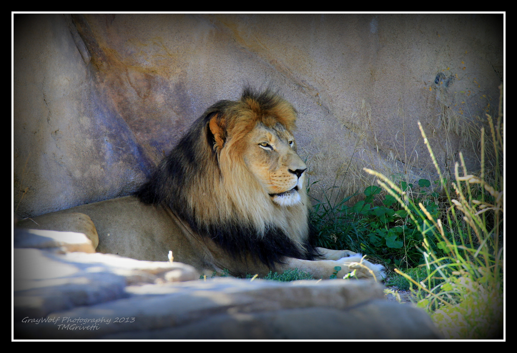 Canon EF 28-300mm F3.5-5.6L IS USM sample photo. King of the jungle photography