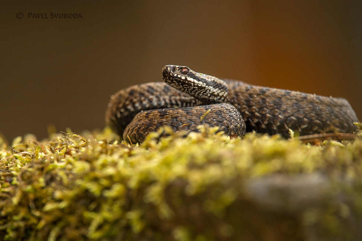 Nikon Nikkor AF-S 300mm F4E PF ED VR sample photo. Common european viper photography