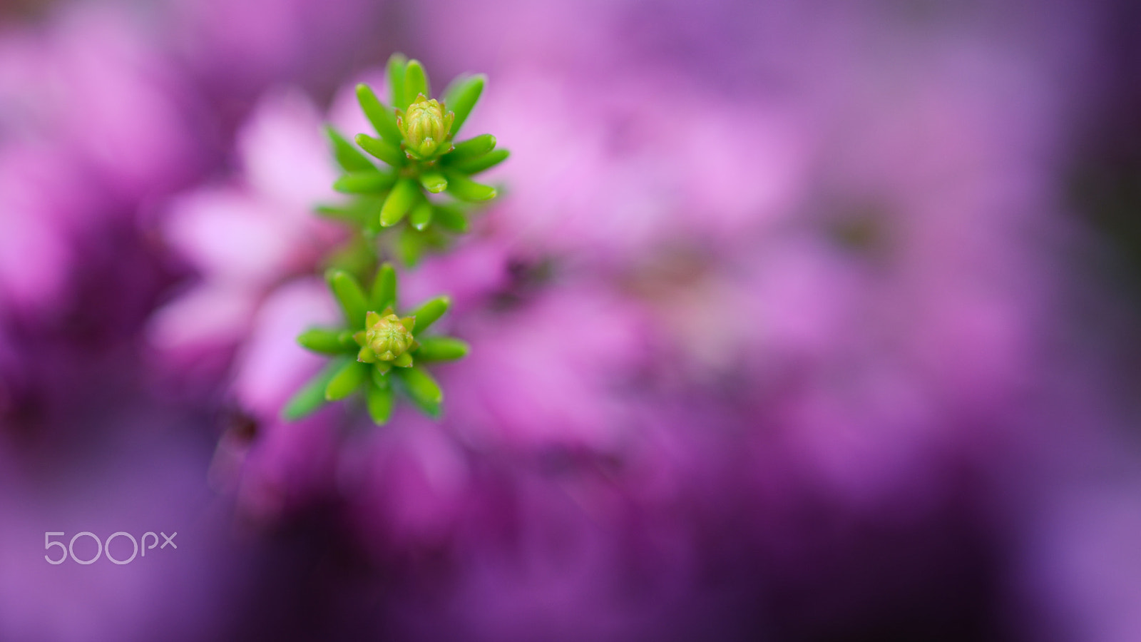 Nikon D7100 + Sigma 105mm F2.8 EX DG Macro sample photo. Ericaceae photography