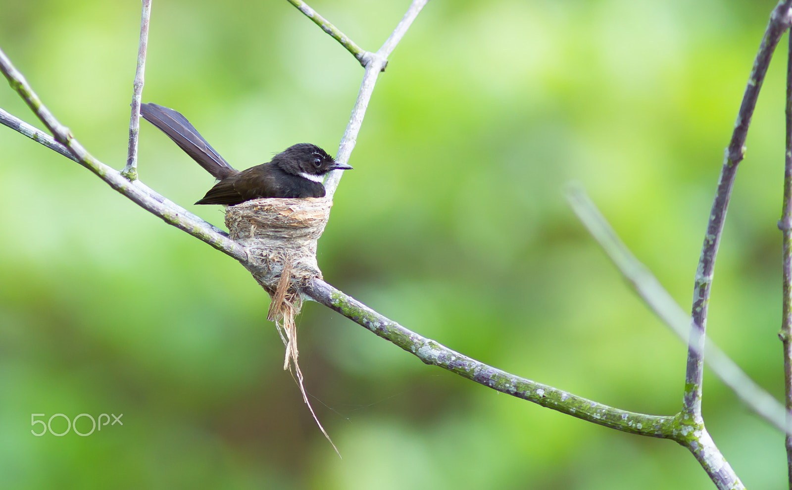 Canon EOS 60D + Canon EF 300mm F4L IS USM sample photo. Pied fantail photography