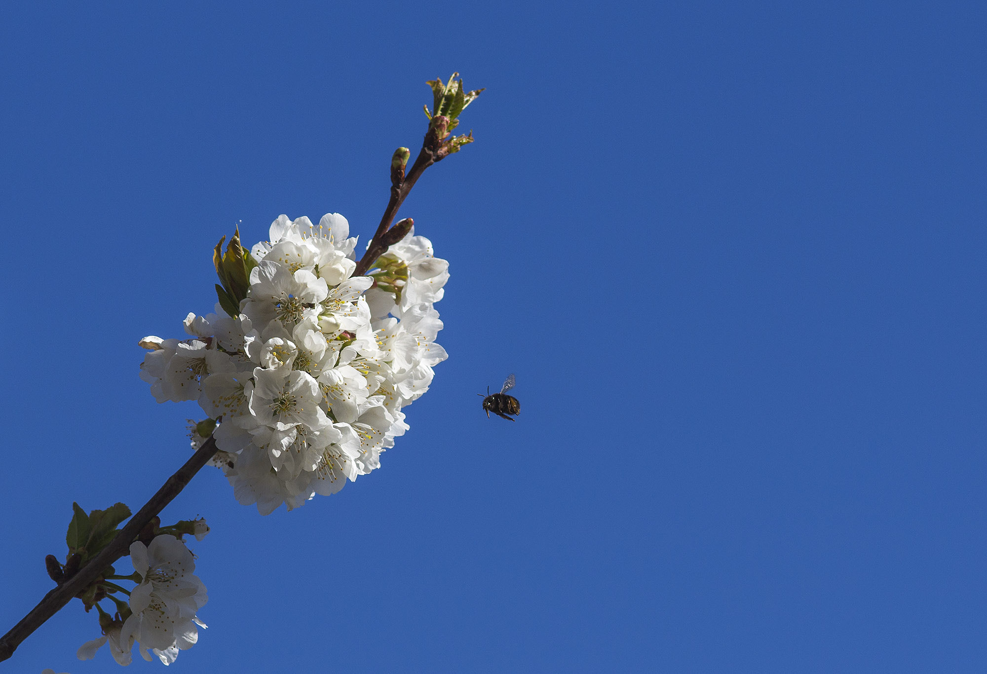 Canon EOS 700D (EOS Rebel T5i / EOS Kiss X7i) + Sigma 105mm F2.8 EX DG Macro sample photo. Bee at work photography