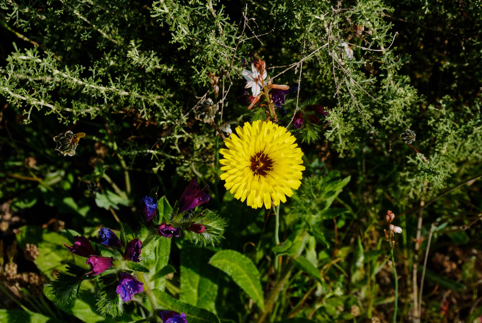 Nikon D200 sample photo. Cohabiting flower photography