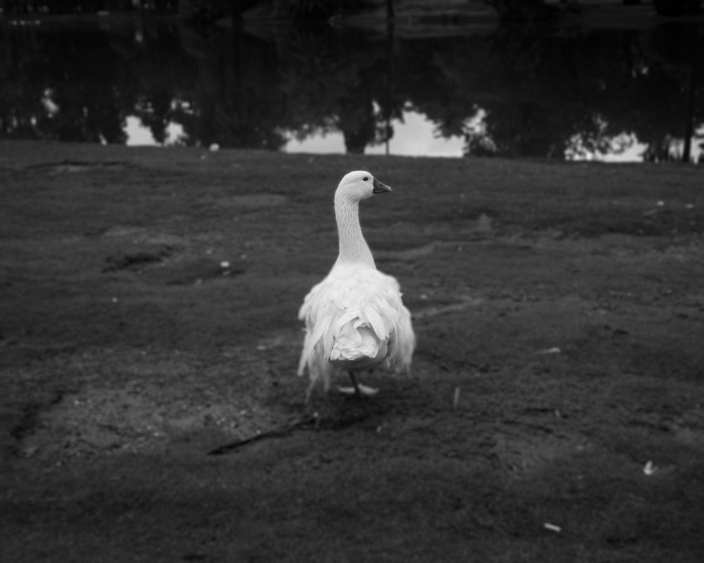 Nikon D70 sample photo. Untitled vi photography