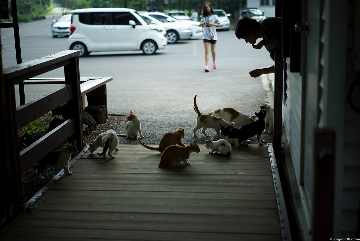 Sony a7S + Sony Sonnar T* FE 55mm F1.8 ZA sample photo. Dsc00334.jpg photography