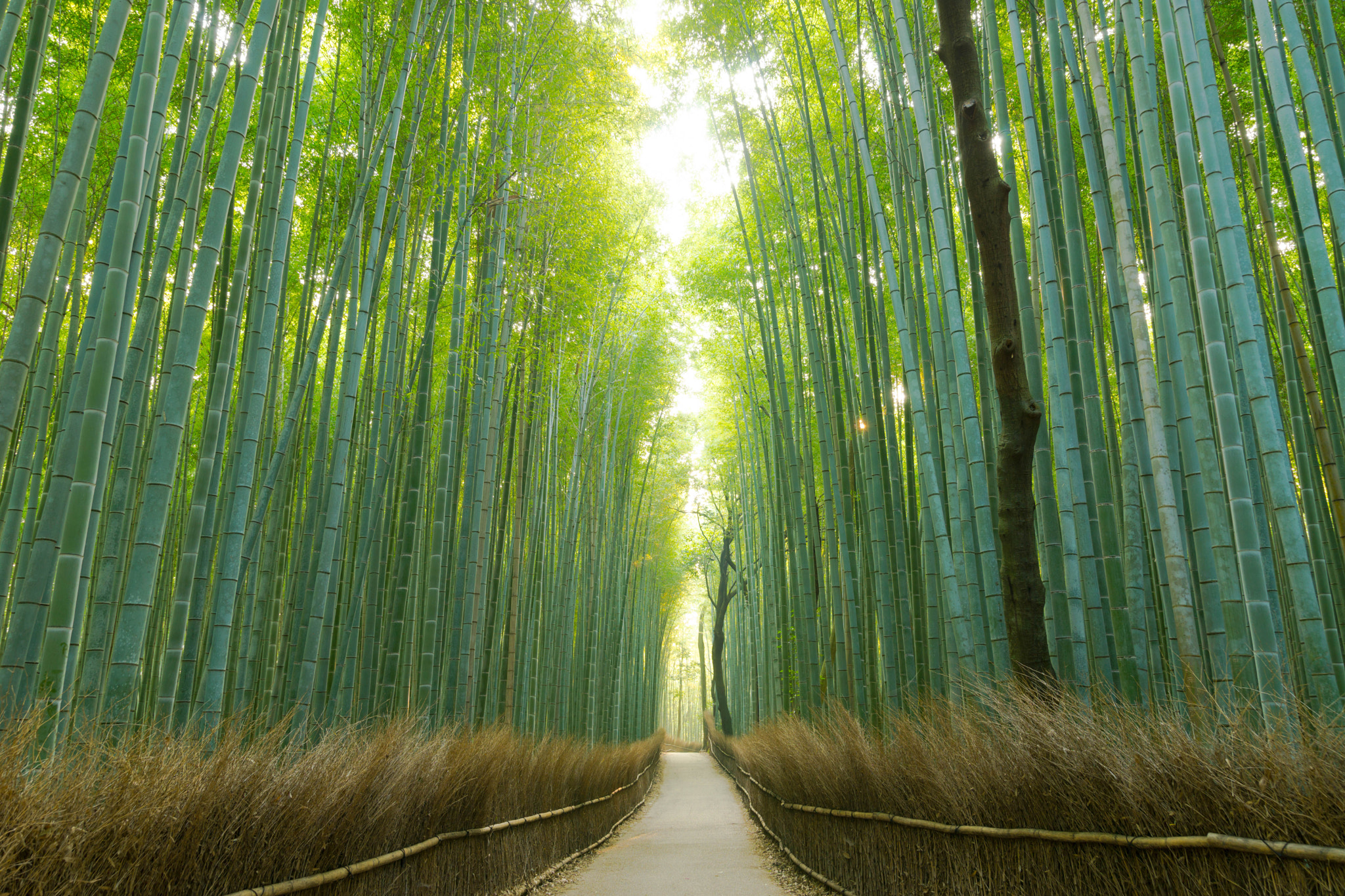Sony a99 II + 24-105mm F4 sample photo. 竹林 - bamboo forest - photography