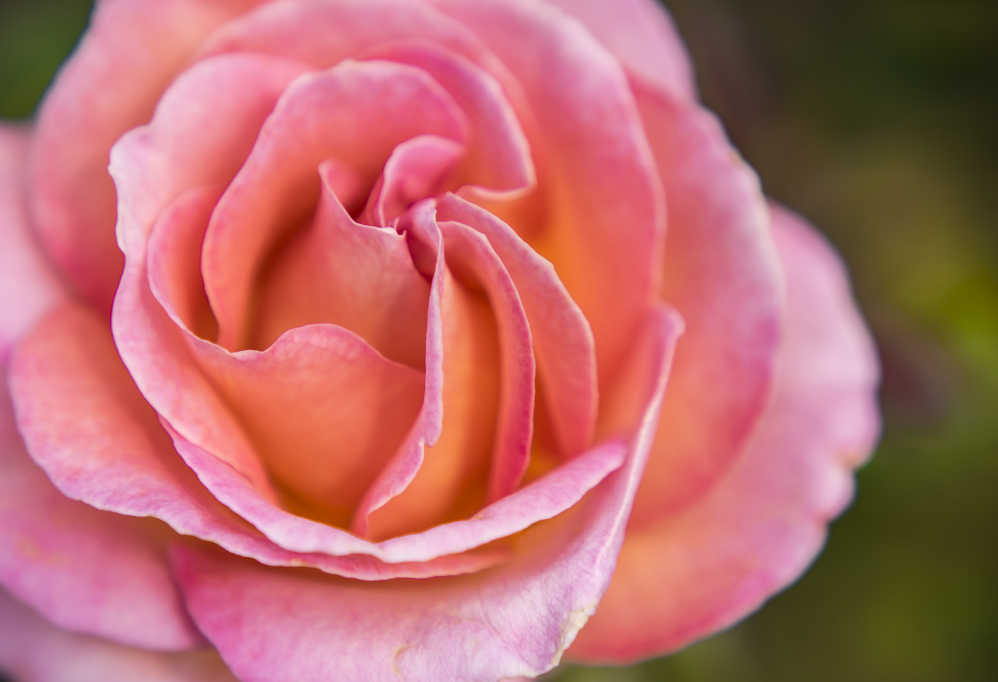 Sony a7 II + Canon EF 85mm F1.8 USM sample photo. Delicate rose photography