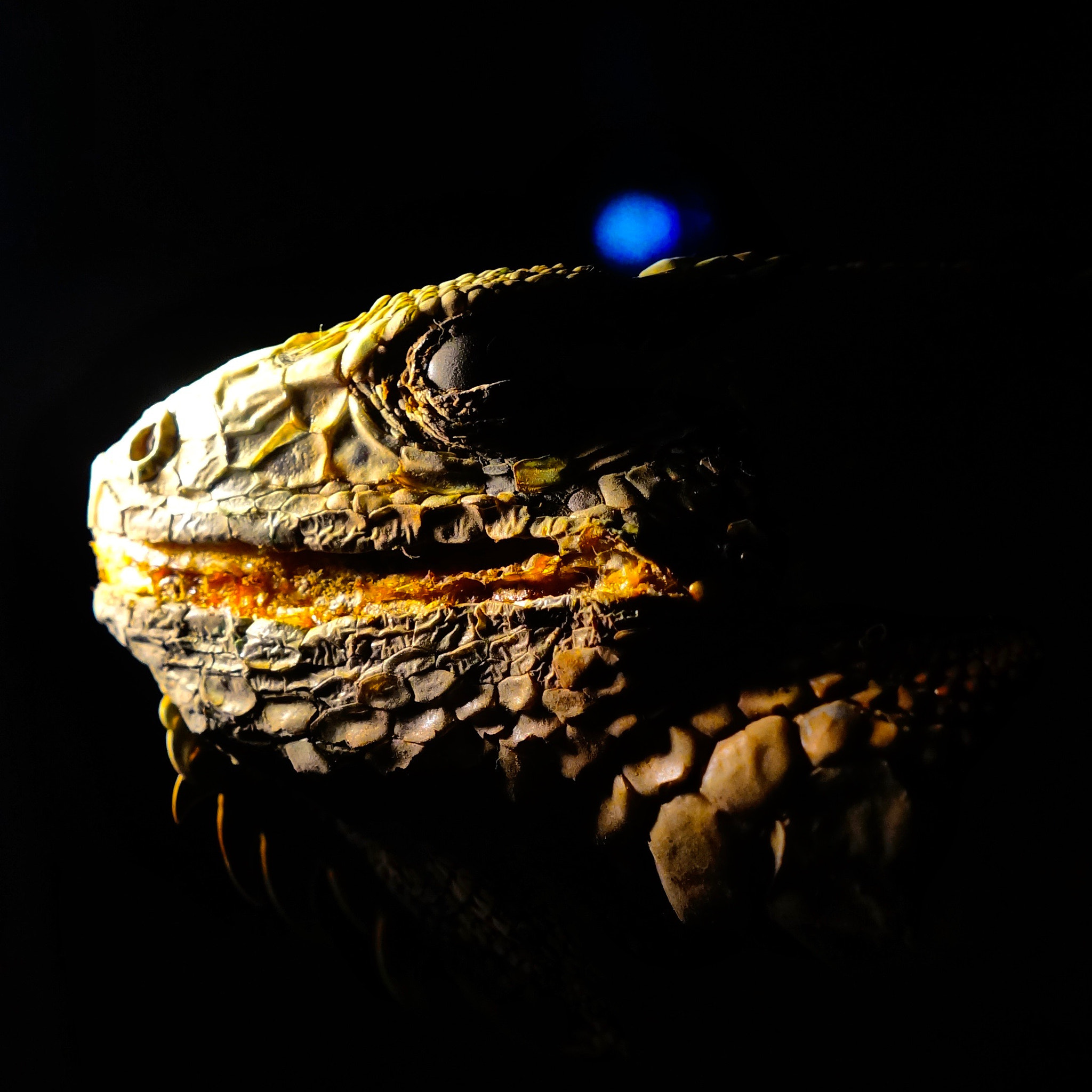 Sony Alpha NEX-5T + Sony FE 28mm F2 sample photo. A specimen of iguana photography
