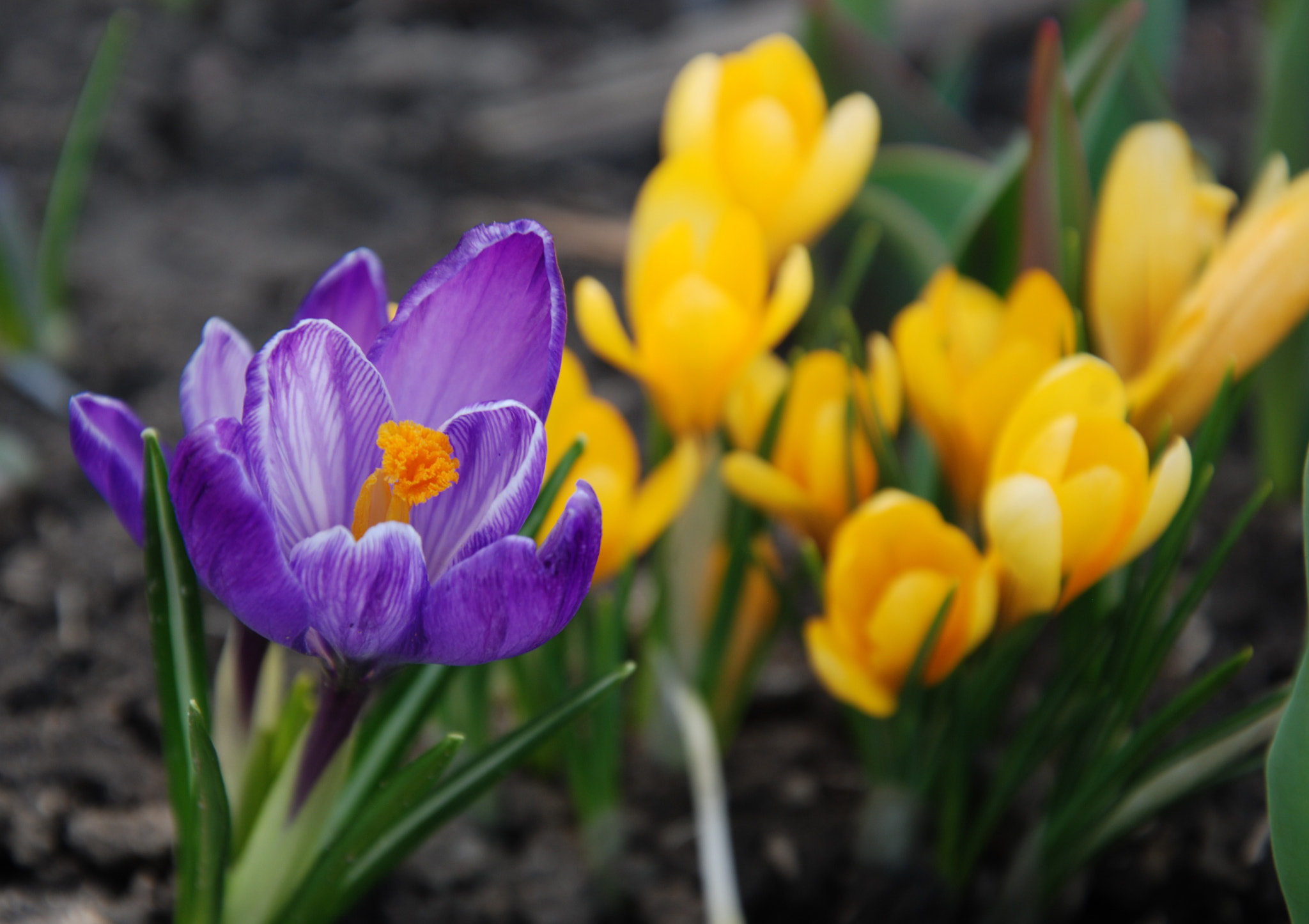 Nikon D40X sample photo. First spring flowers in the urals photography