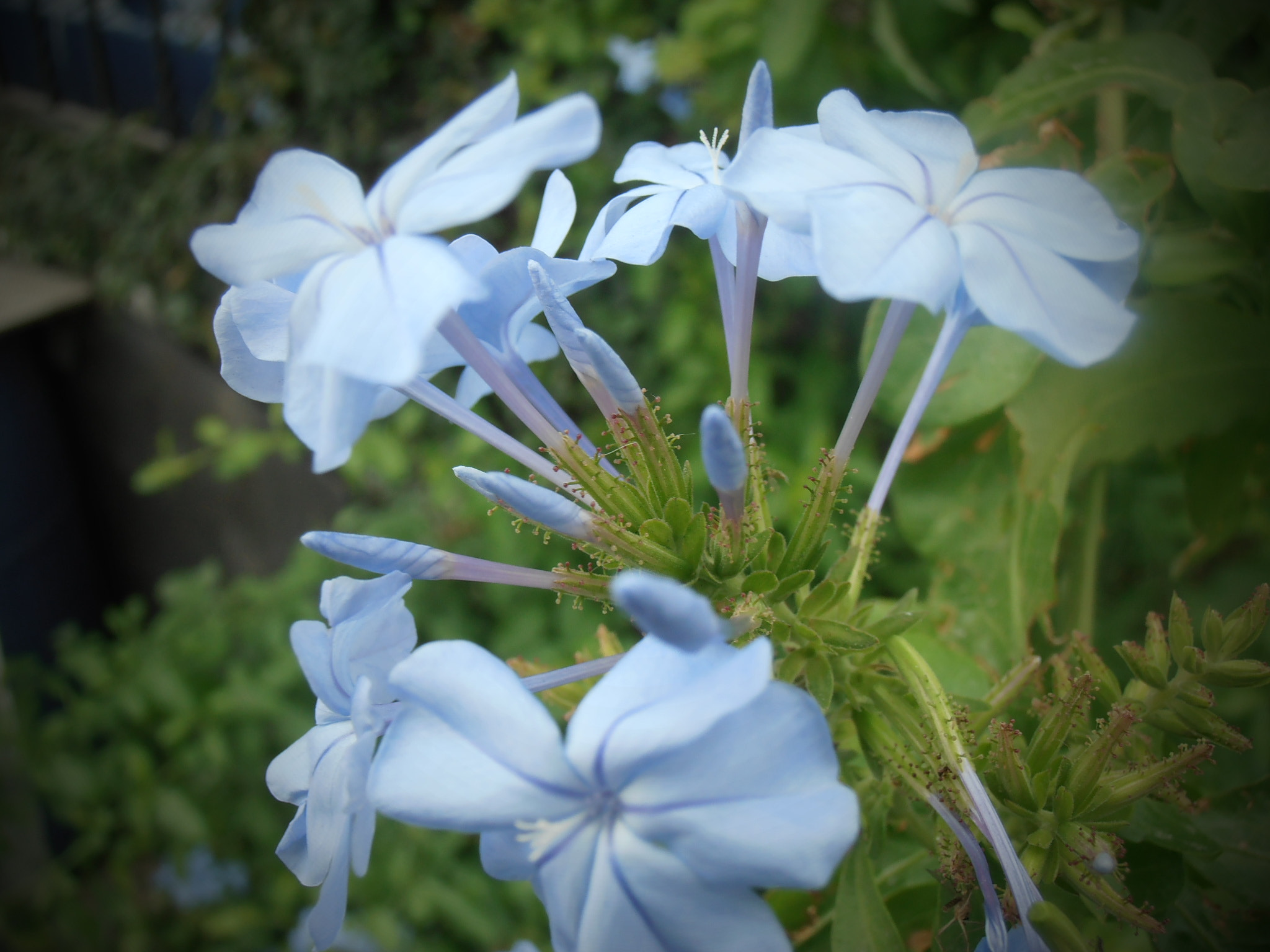 Olympus VR325,VR320,D725 sample photo. Blue photography