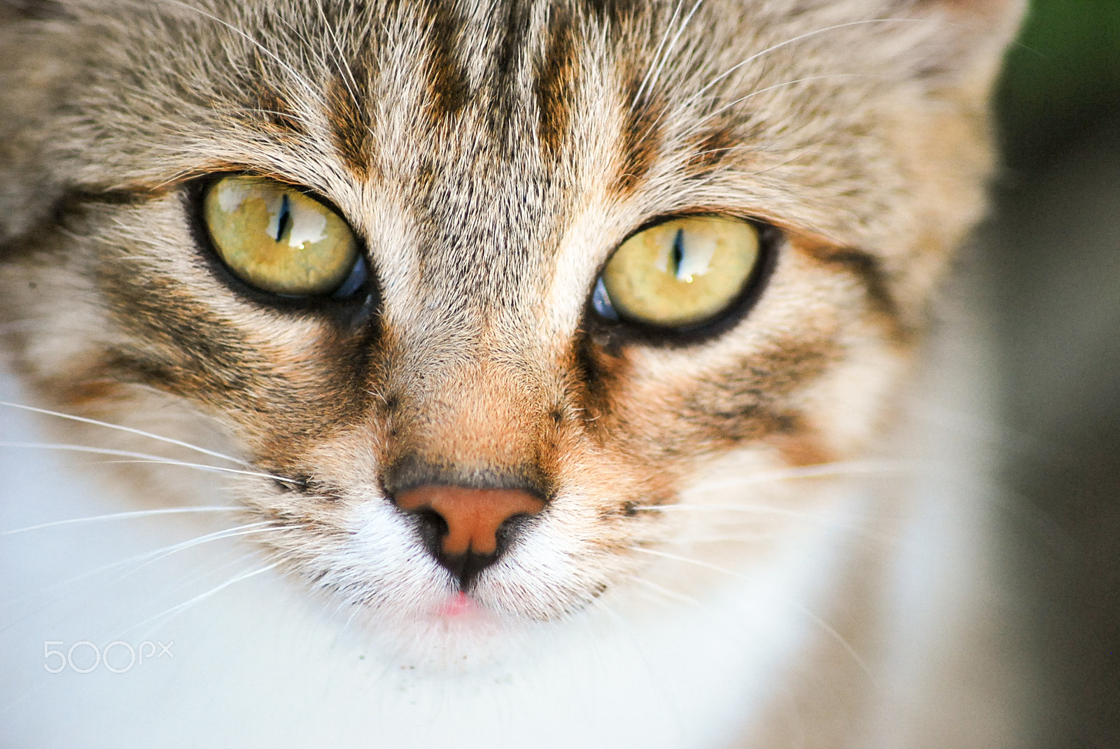 Nikon D60 sample photo. The eyes of a tiger photography