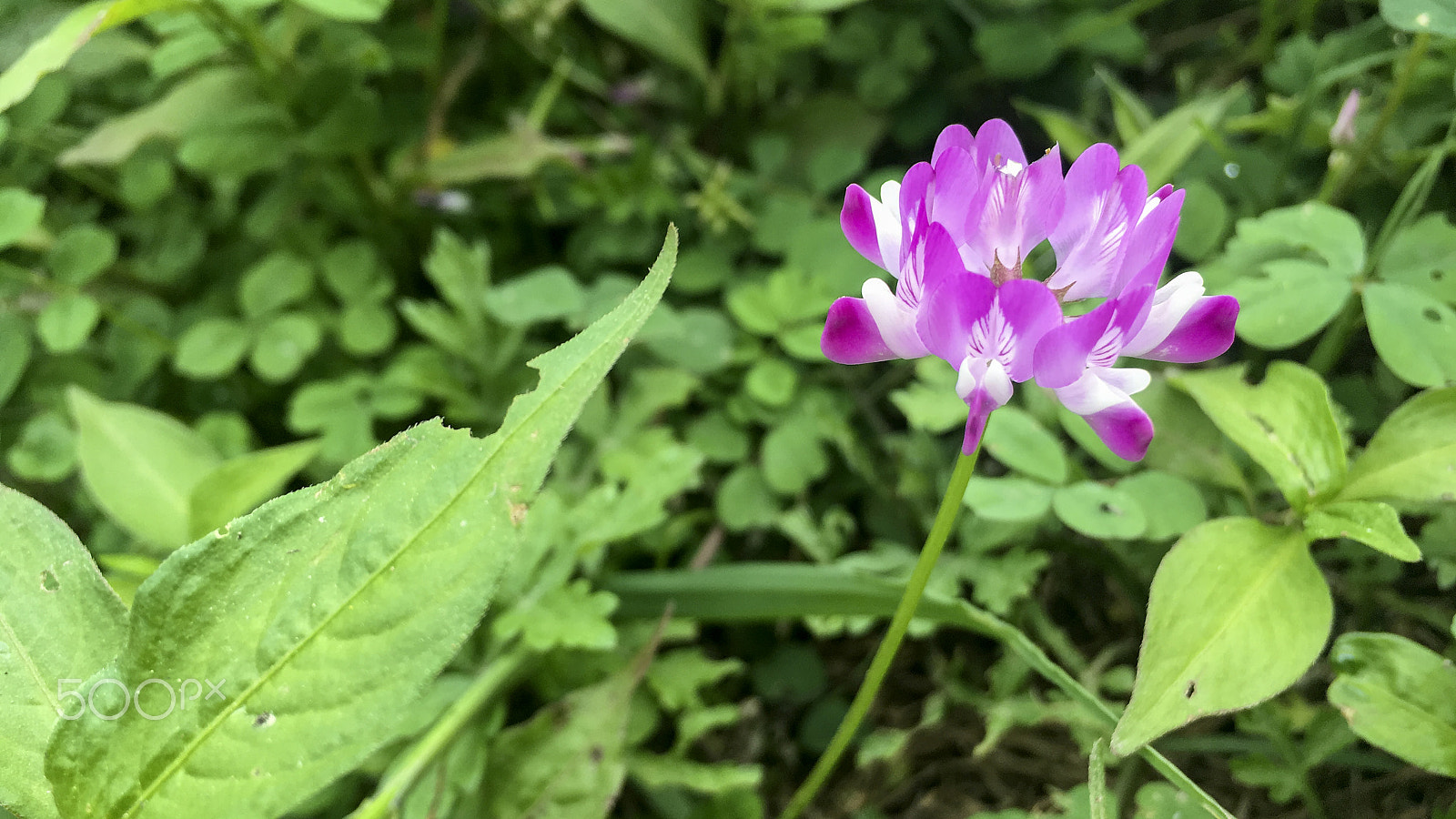Apple iPhone8,1 sample photo. Astragalus smicus, flower in spring. photography