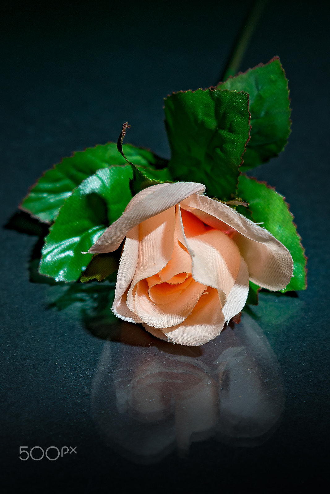 Tamron SP 24-70mm F2.8 Di VC USD sample photo. Silk rose photography