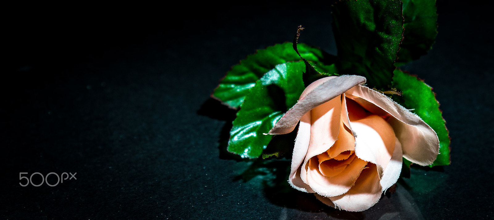 Tamron SP 24-70mm F2.8 Di VC USD sample photo. Silk rose photography