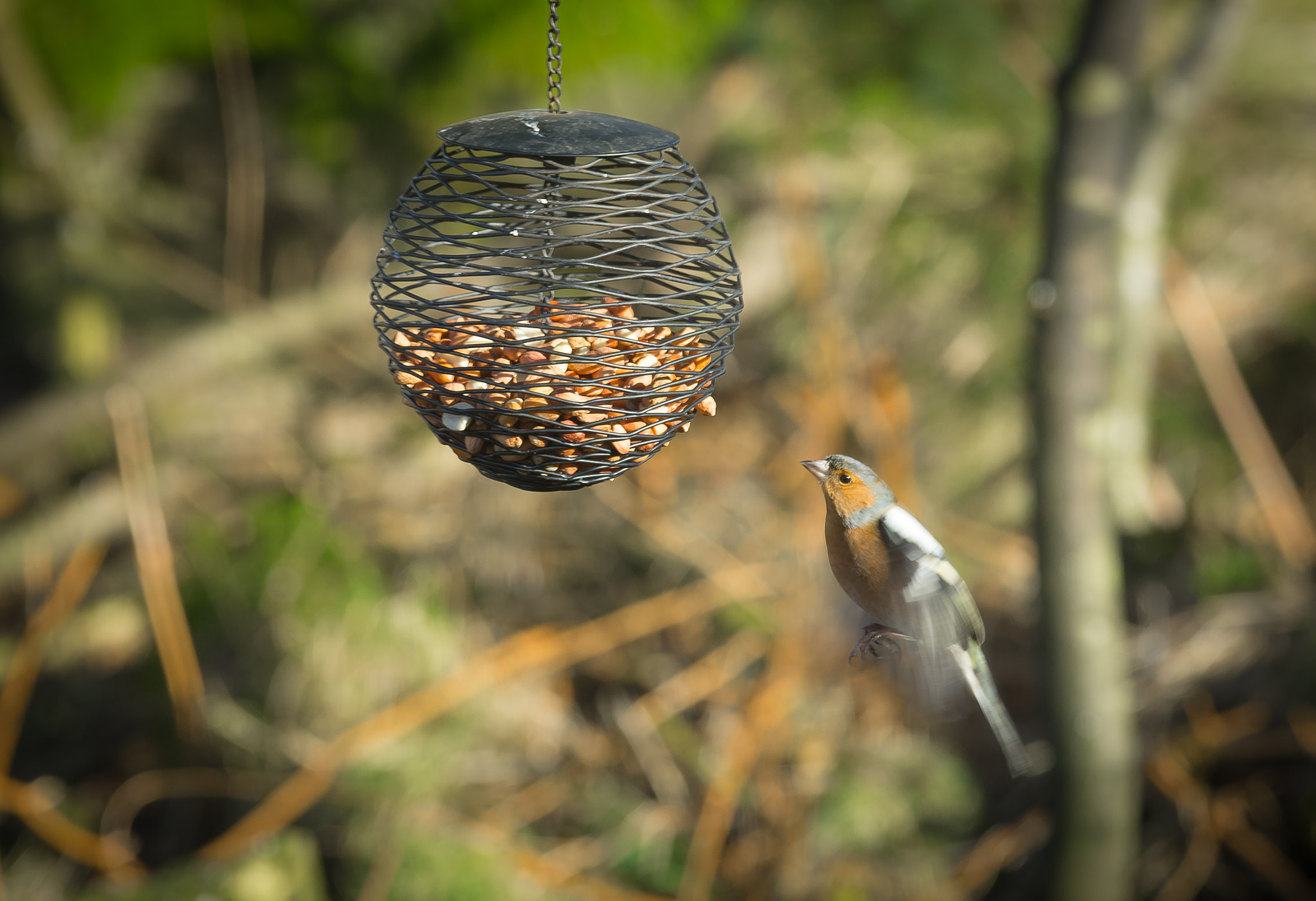 Pentax smc DA* 300mm F4.0 ED (IF) SDM sample photo. Feeder photography