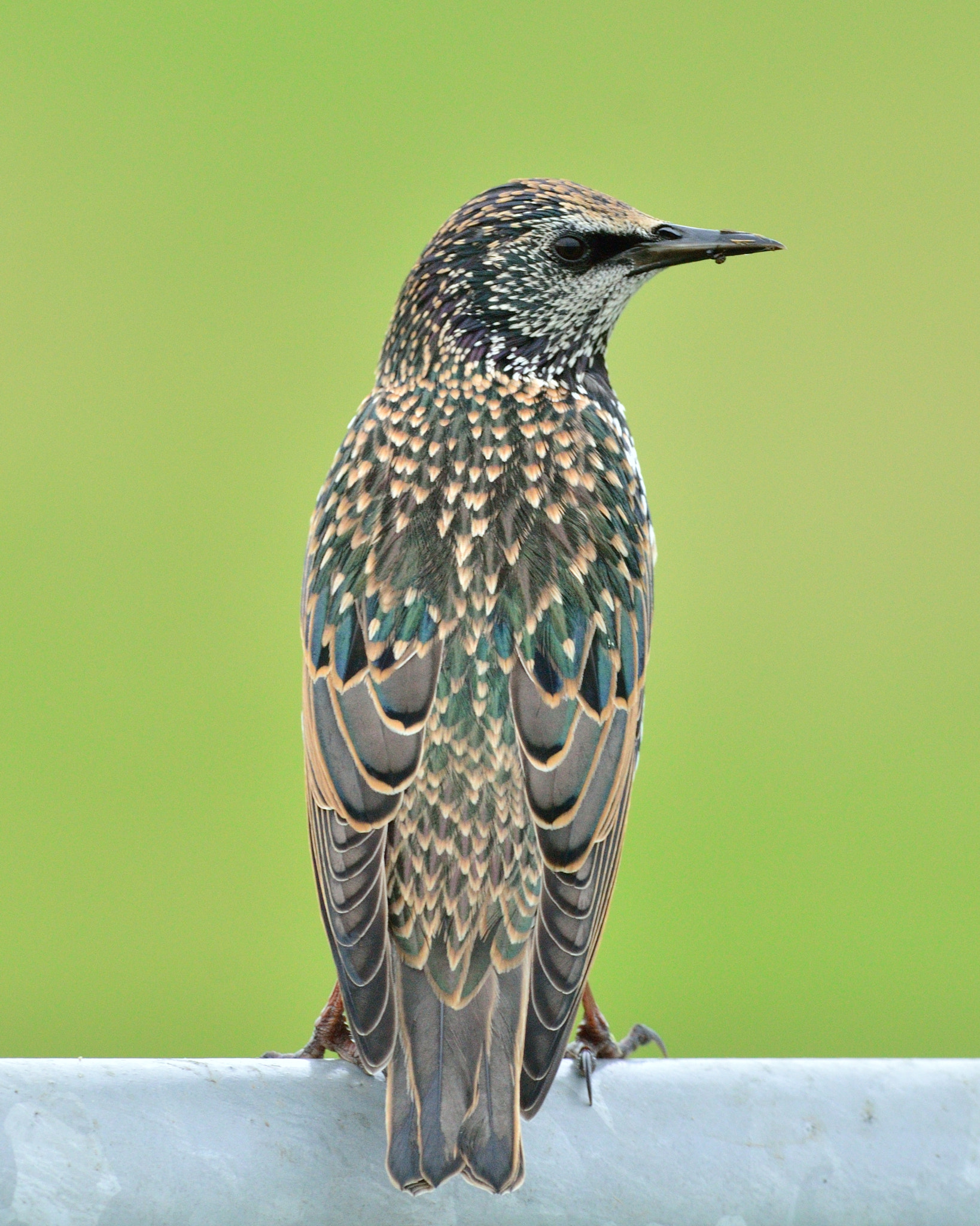 Nikon AF-S Nikkor 400mm F2.8D ED-IF II sample photo. Spreeuw photography