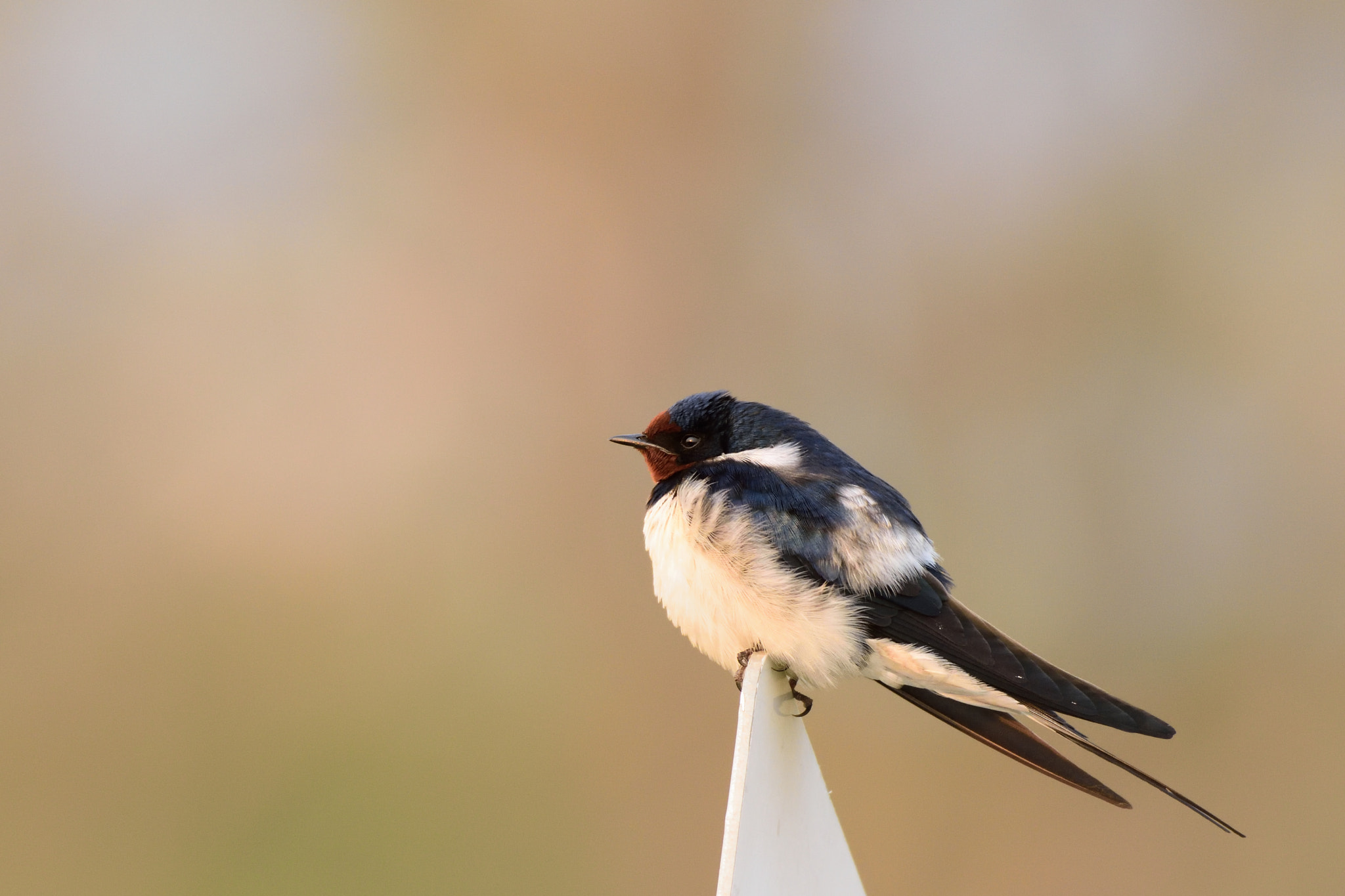 Nikon D7200 + Sigma 500mm F4.5 EX DG HSM sample photo. Barn swallow(young bird) photography