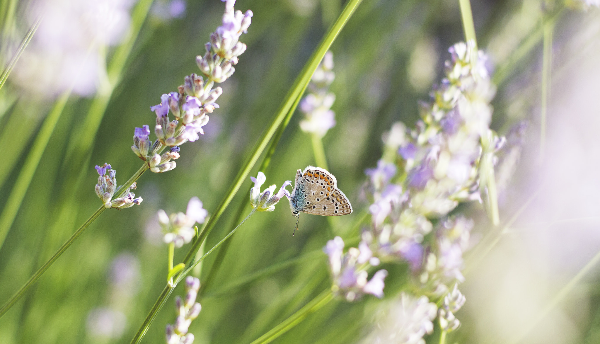 ZEISS Planar T* 50mm F1.4 sample photo. Flying flower photography