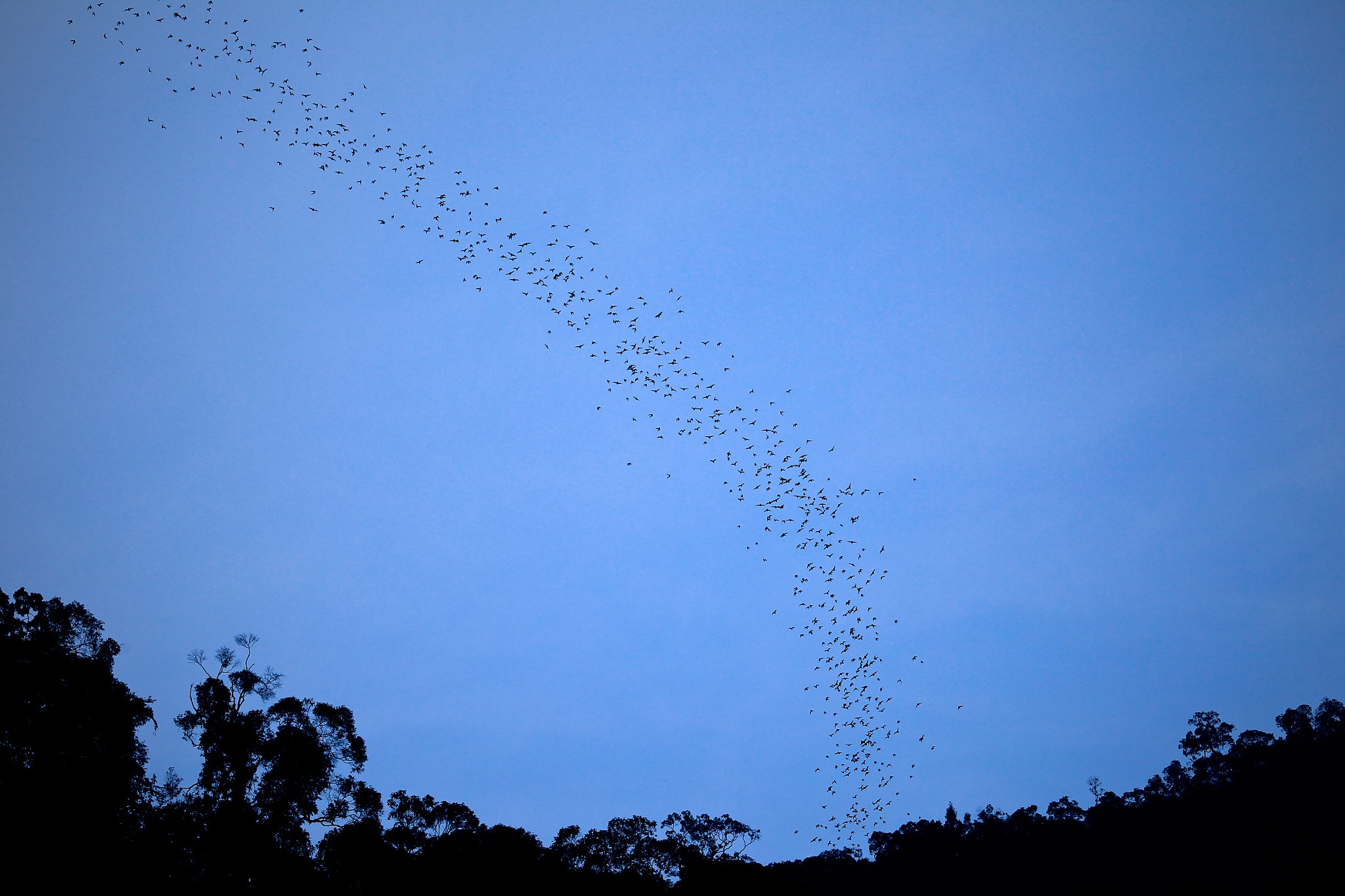 Canon EOS-1D Mark IV sample photo. Bats leave cave & go out for food at night photography