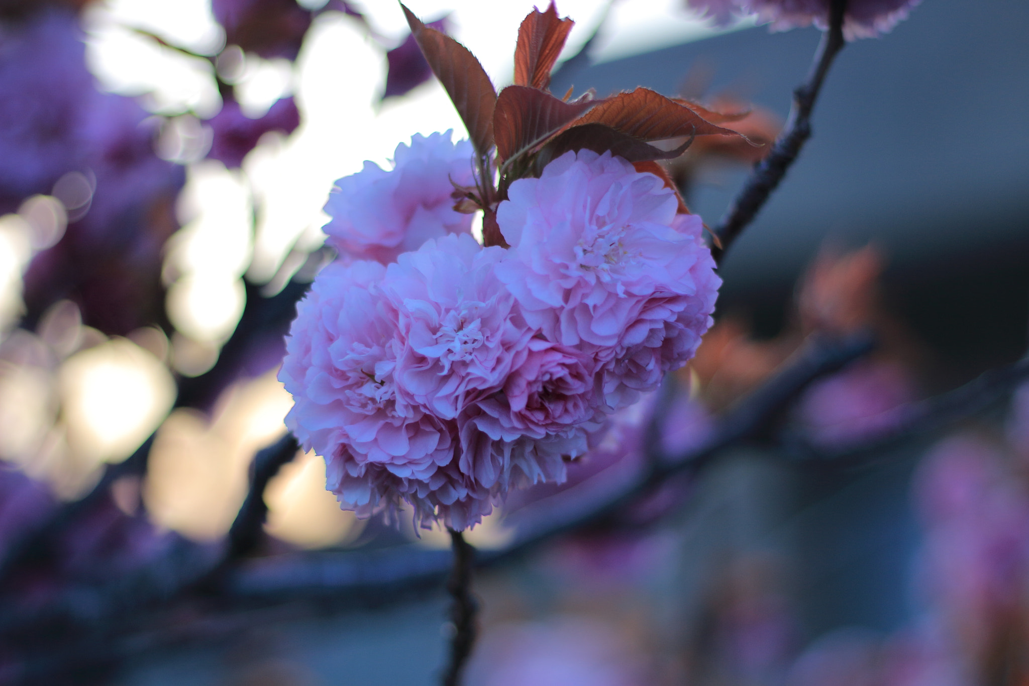 Canon EOS 100D (EOS Rebel SL1 / EOS Kiss X7) sample photo. Flower photography