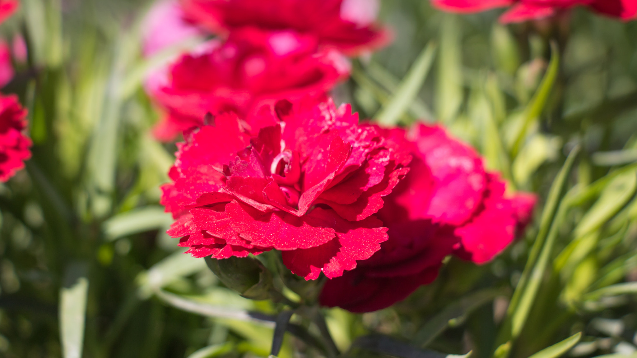 Canon EF-S 18-135mm F3.5-5.6 IS STM sample photo. Beautiful red flowers photography