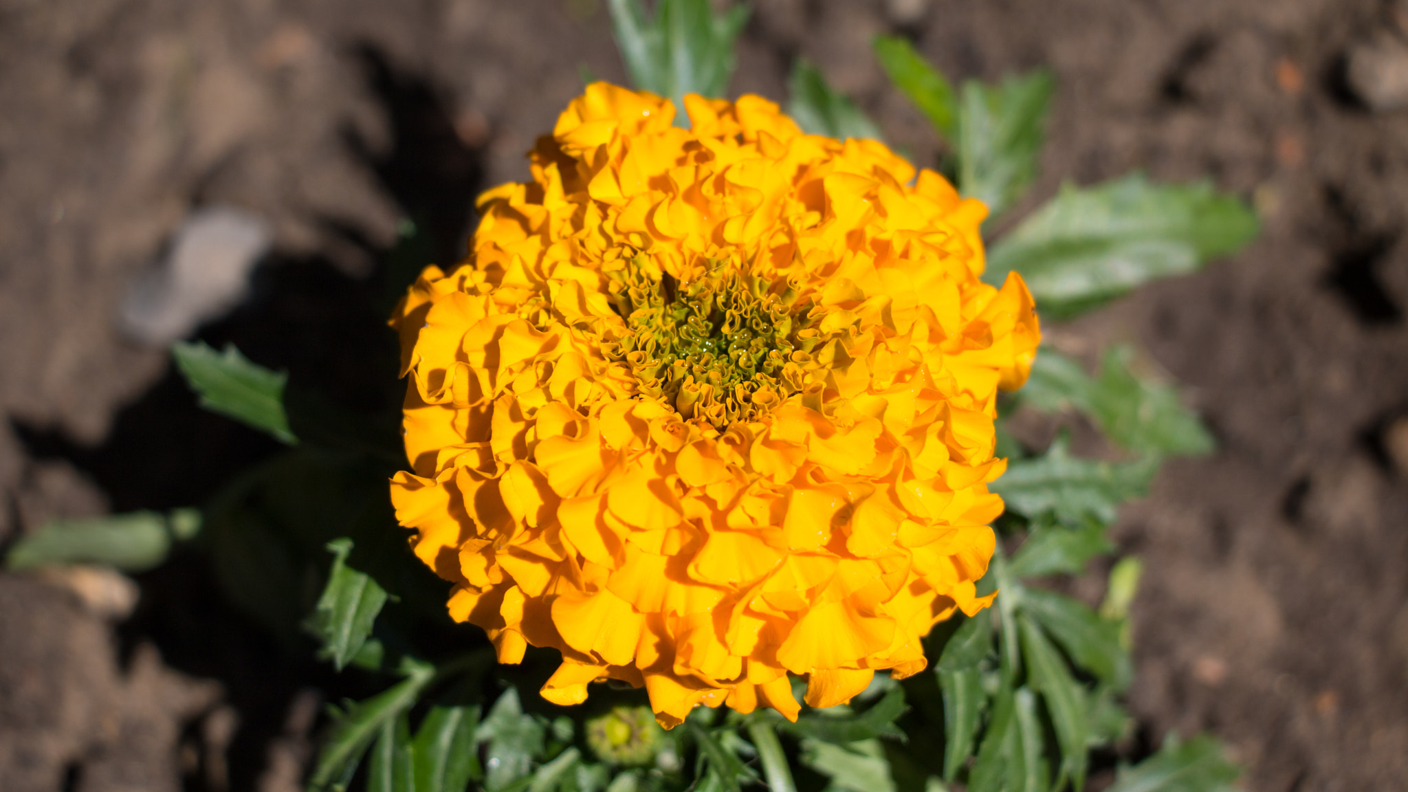Canon EF-S 18-135mm F3.5-5.6 IS STM sample photo. Macro of flowers photography